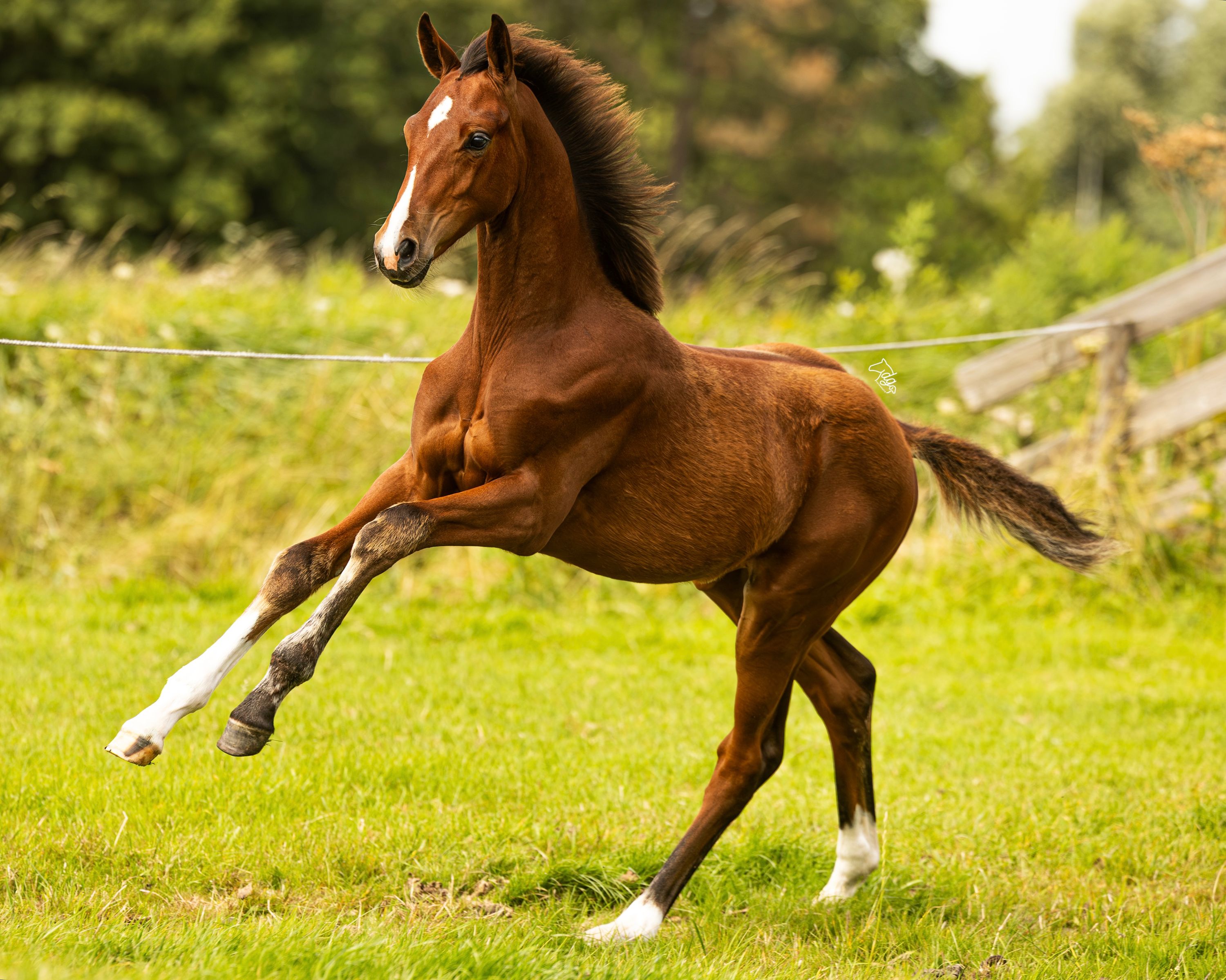 Sarai L 産駒、存在感抜群！非常にシックで伸びやかなフレームと長い肢を持つ1歳牝馬