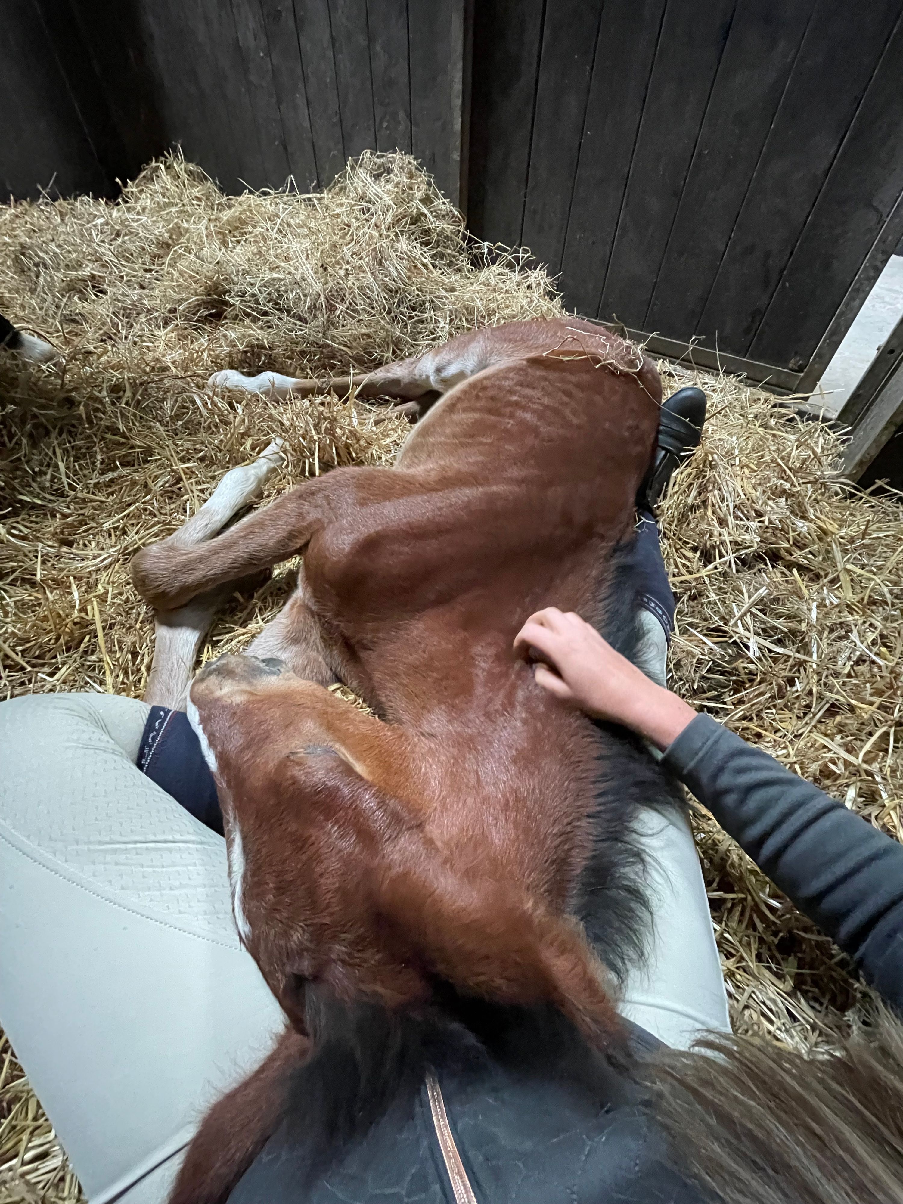 kwpn dressuurpaard merrie 1 سنوات bruin للبيع - صورة 6