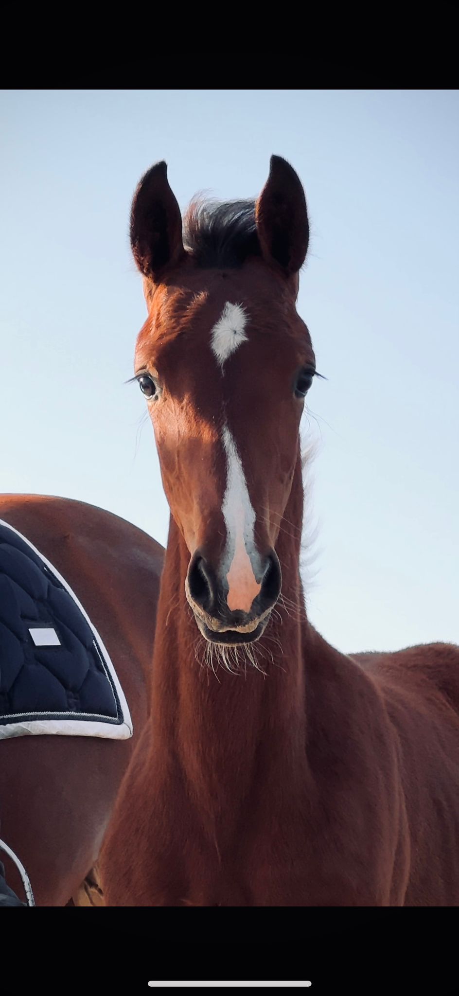 kwpn dressuurpaard merrie 1 سنوات bruin للبيع - صورة 2