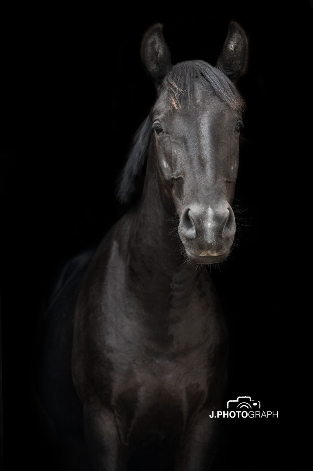 allround-pony ruin 4 anni zwart in vendita - Foto 5