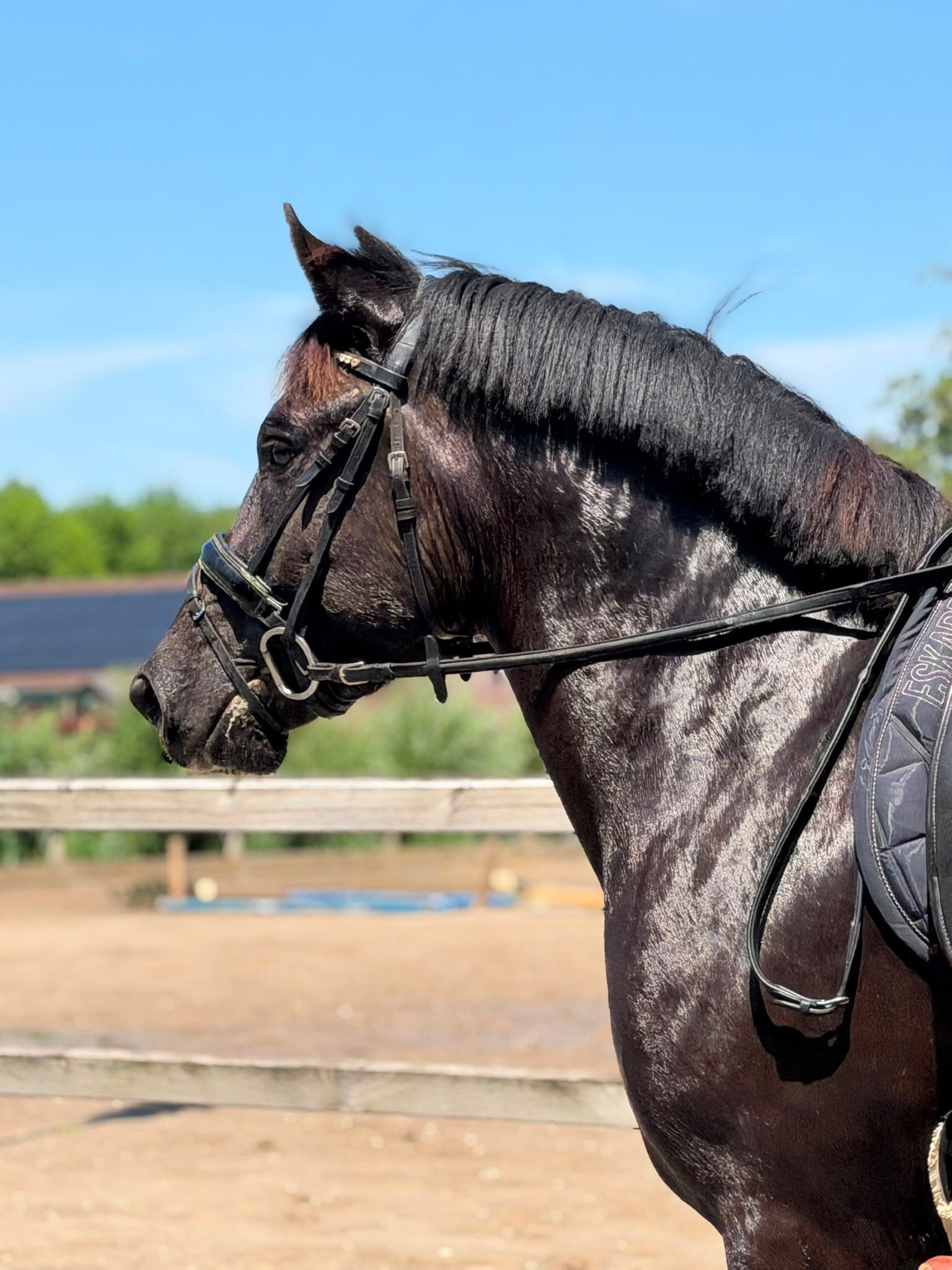 allround-pony ruin 4 anni zwart in vendita - Foto 4