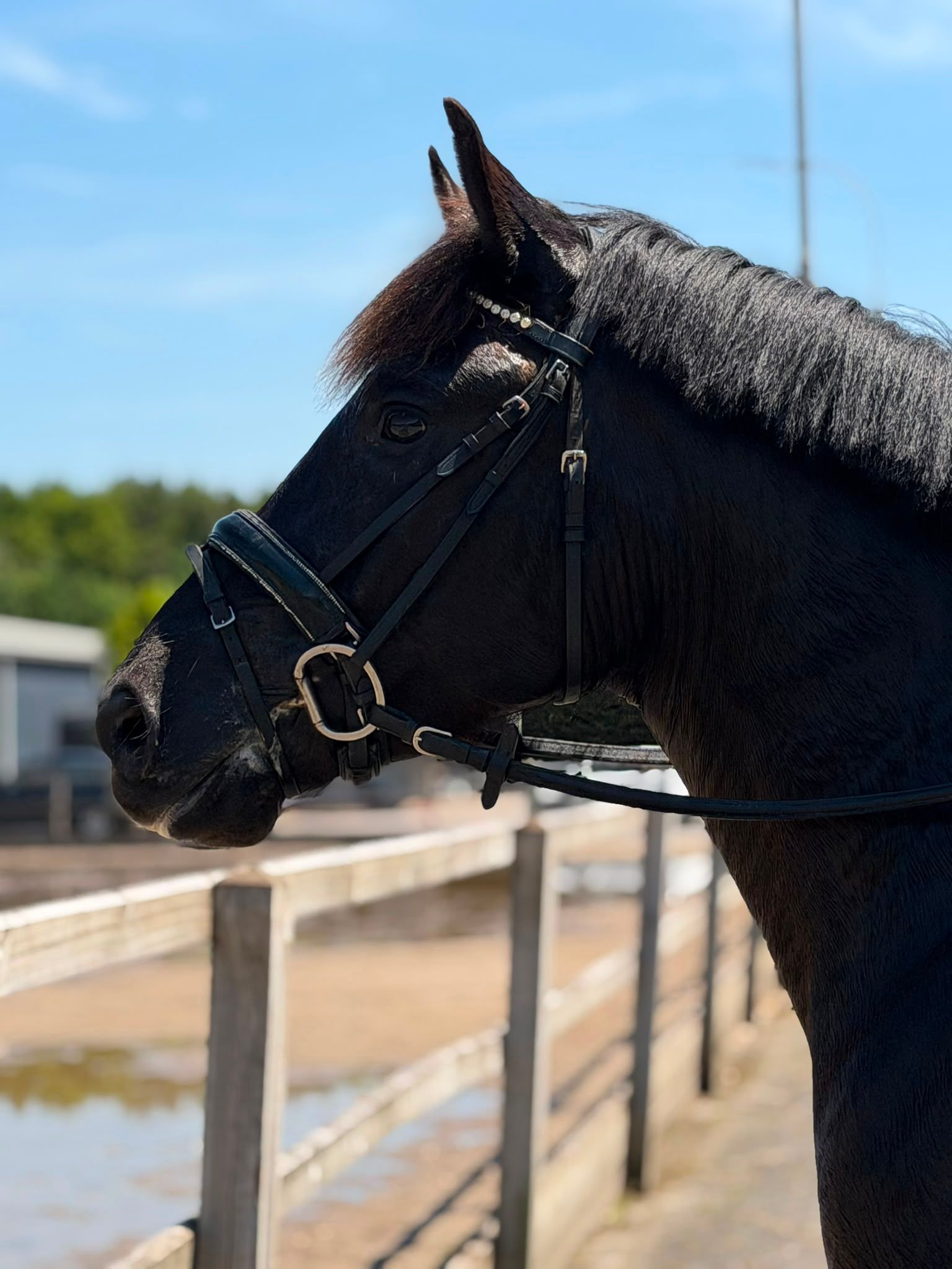allround-pony ruin 4 anni zwart in vendita - Foto 3