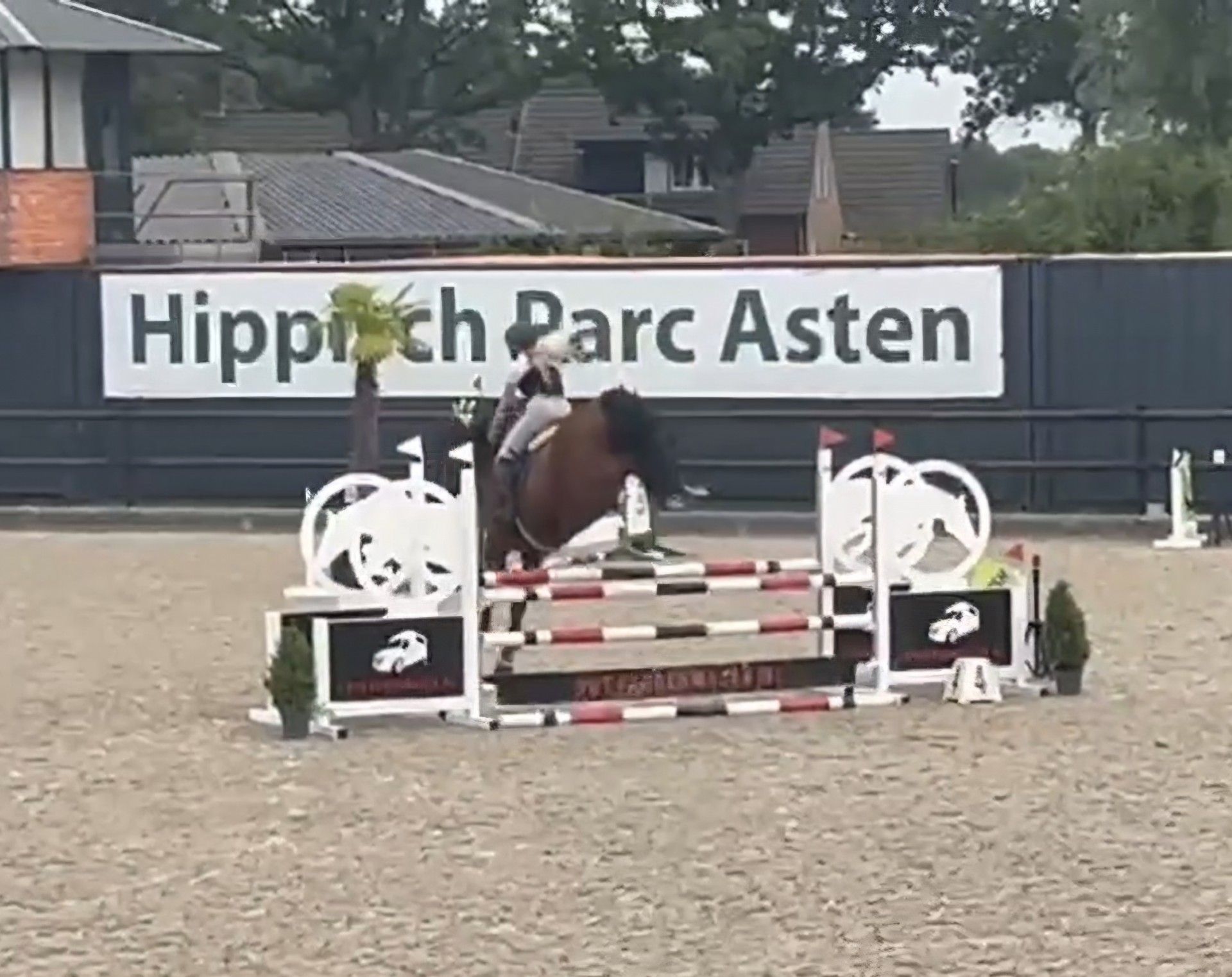 Schoolmaster super facile pour enfants ou cavalier amateur !