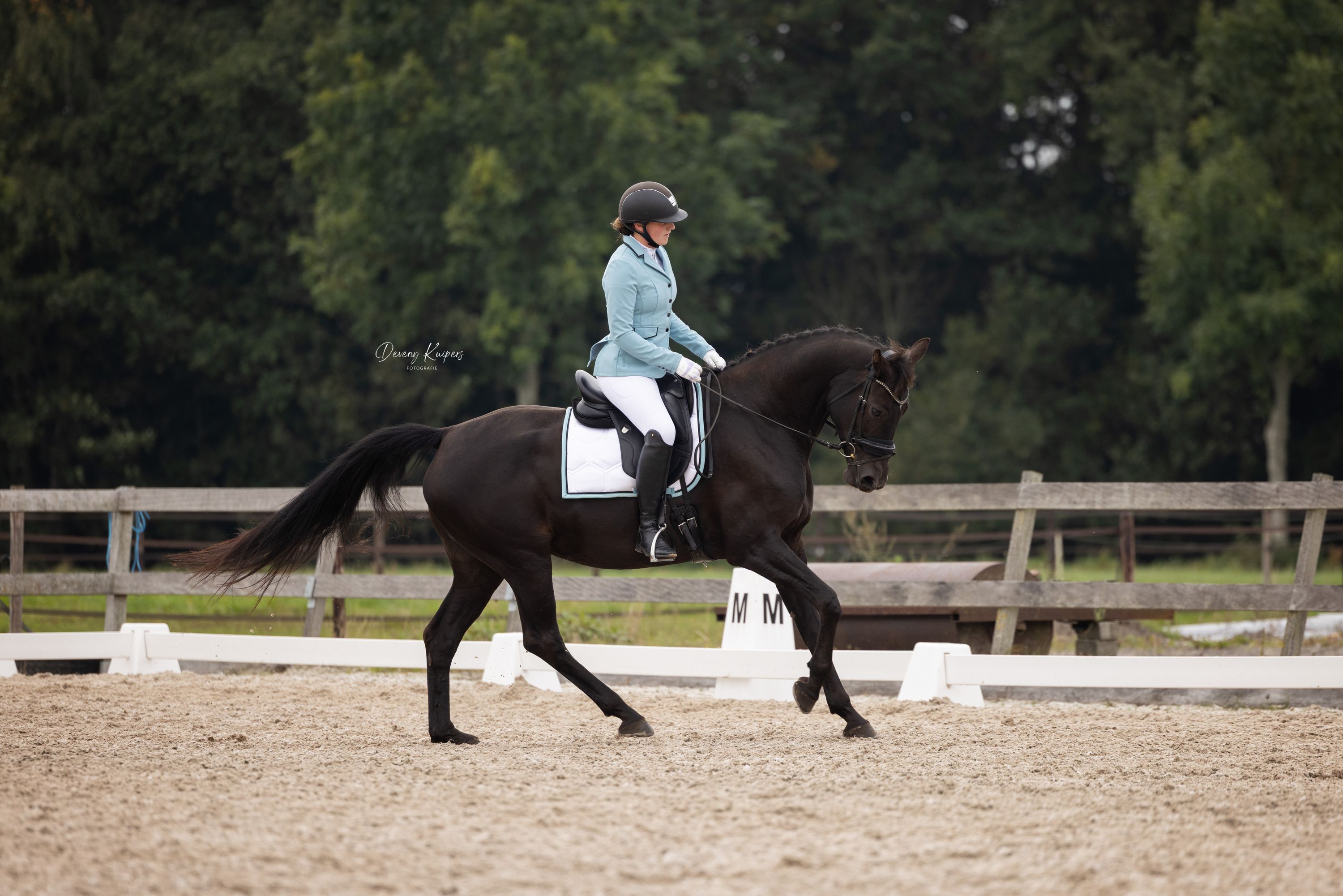 kwpn dressuurpaard merrie 7 سنوات zwart للبيع - صورة 2