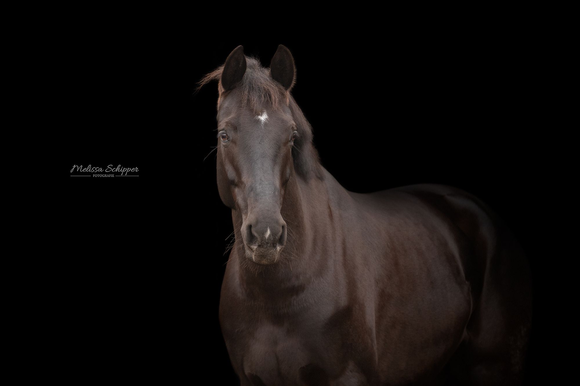 kwpn dressuurpaard merrie 7 سنوات zwart للبيع - صورة 4