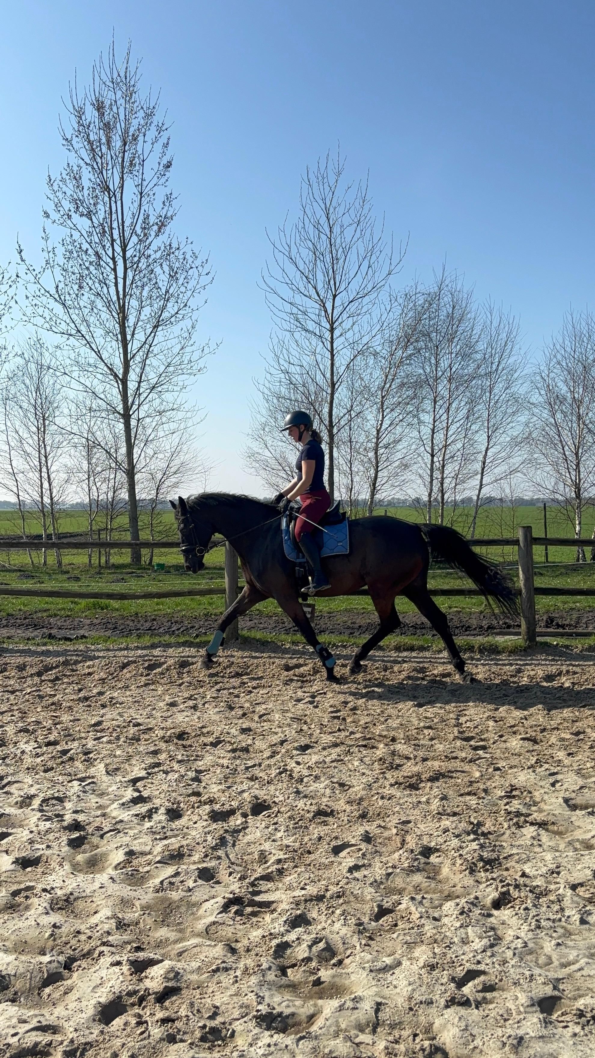 kwpn dressuurpaard merrie 7 سنوات zwart للبيع - صورة 5