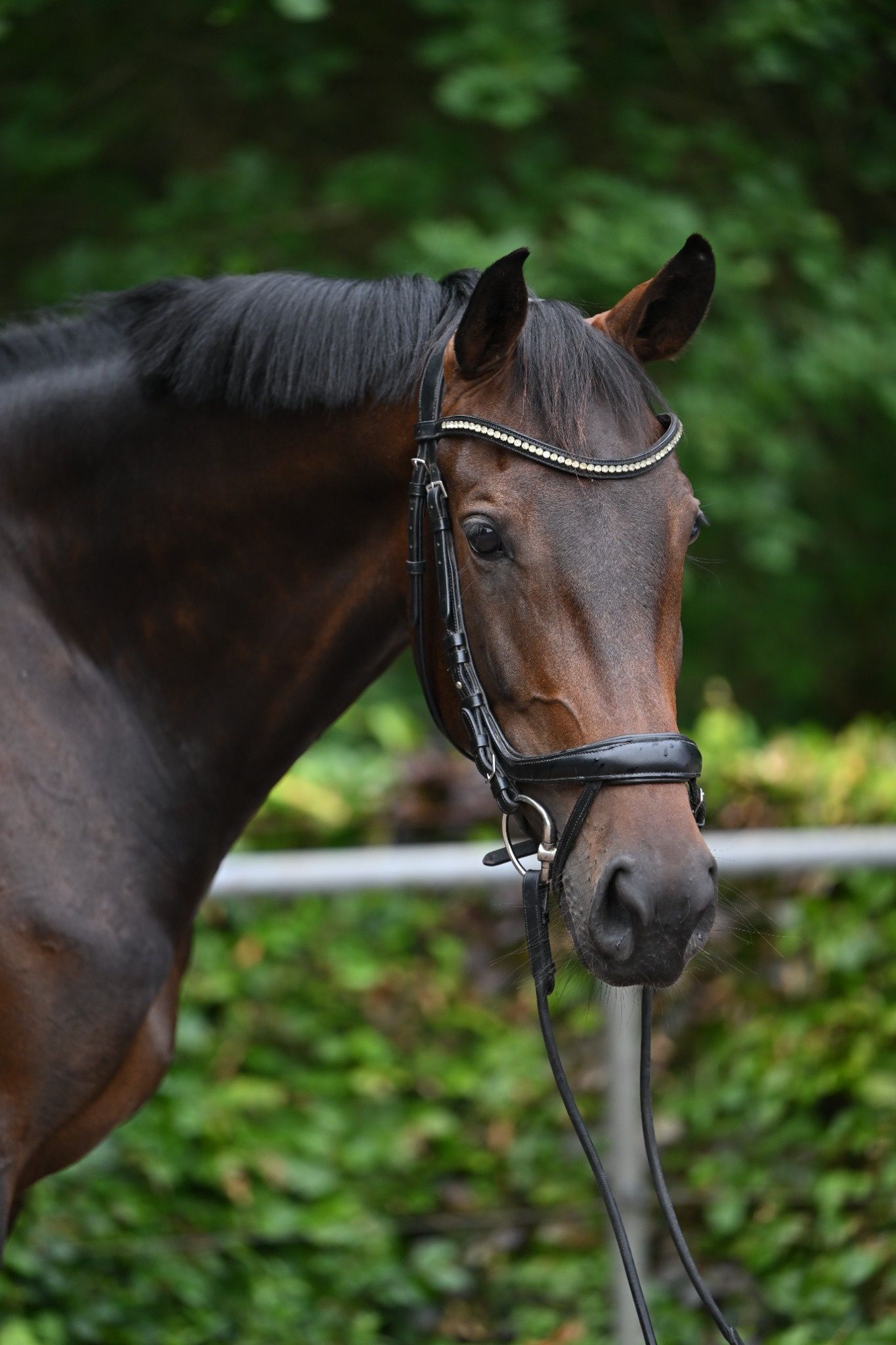 kwpn dressuurpaard merrie 5 años donkerbruin en venta - Foto 2