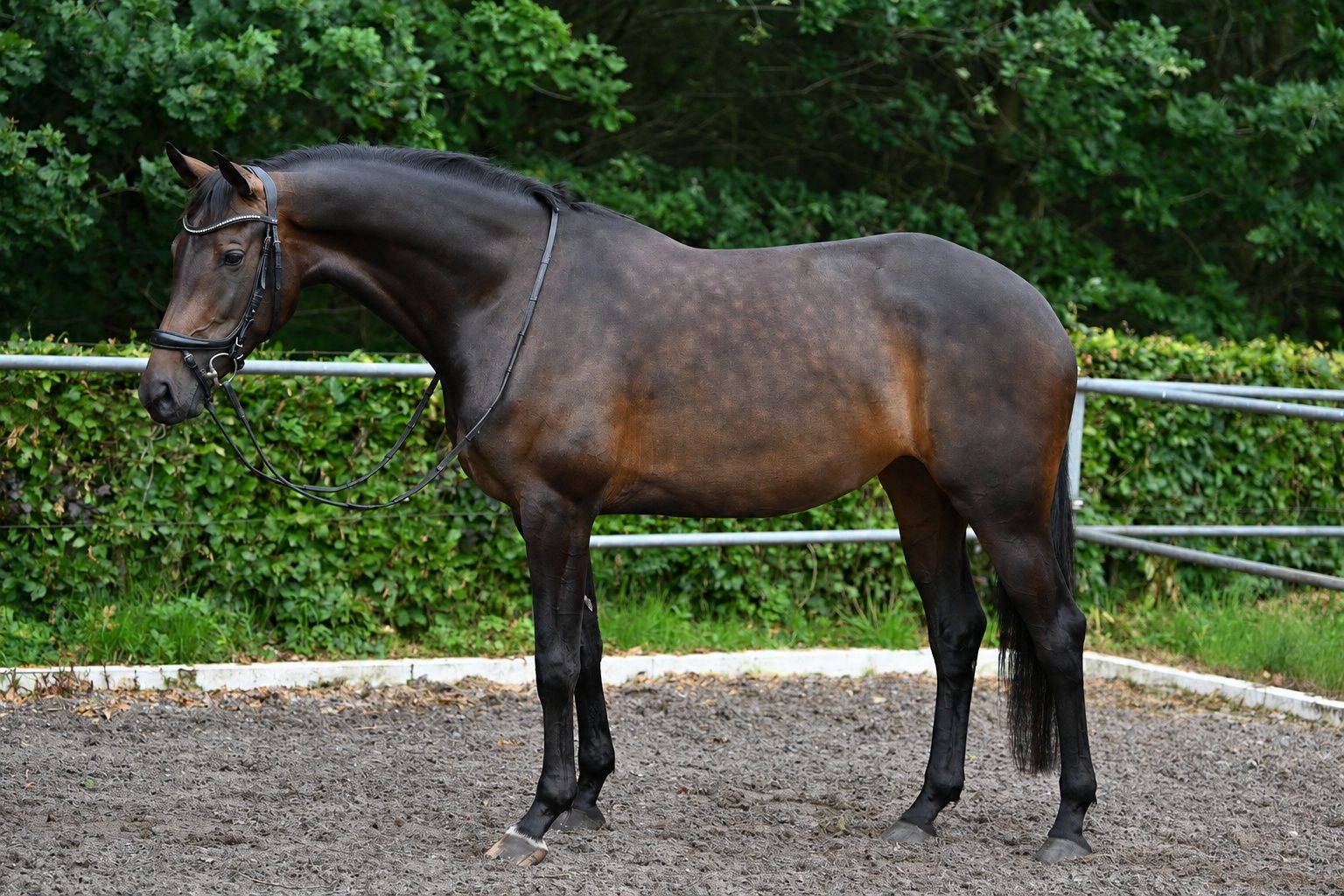 kwpn dressuurpaard merrie 5 años donkerbruin en venta - Foto 4