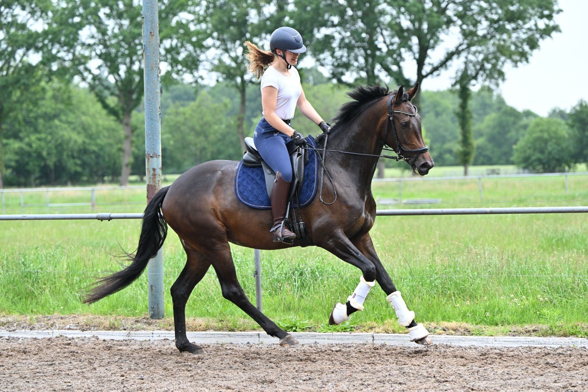 kwpn dressuurpaard merrie 5 años donkerbruin en venta - Foto 5