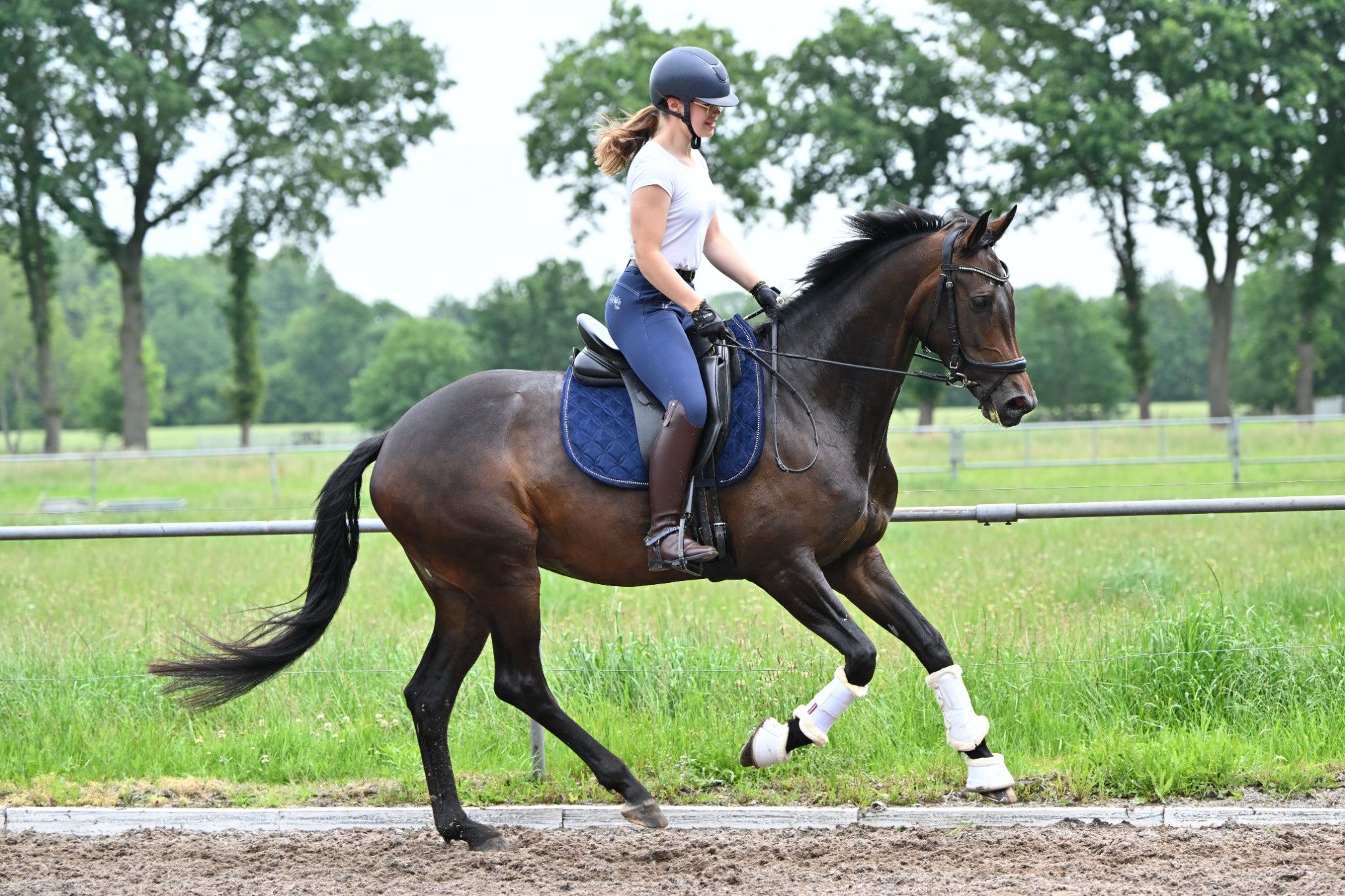 kwpn dressuurpaard merrie 5 años donkerbruin en venta - Foto 3