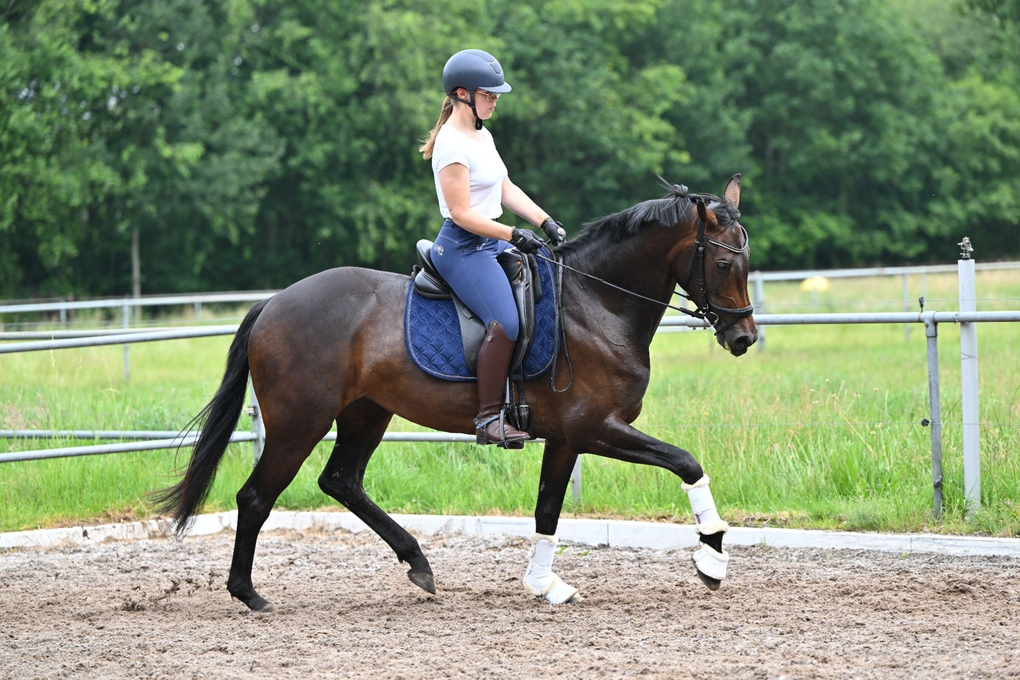 kwpn dressuurpaard merrie 5 años donkerbruin en venta - Foto 6