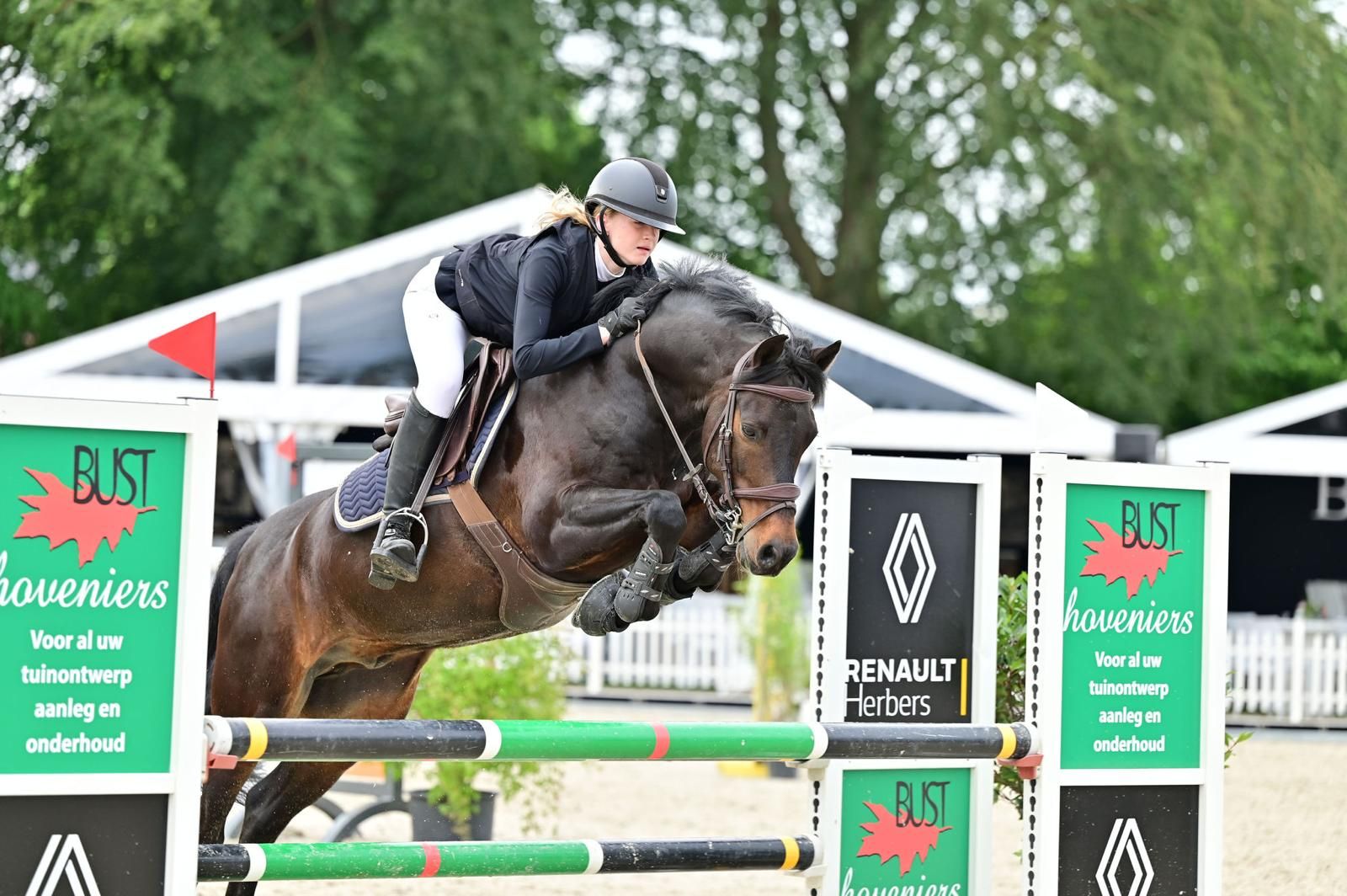 ander springpony ruin 16 jaar donkerbruin te koop - Foto 2