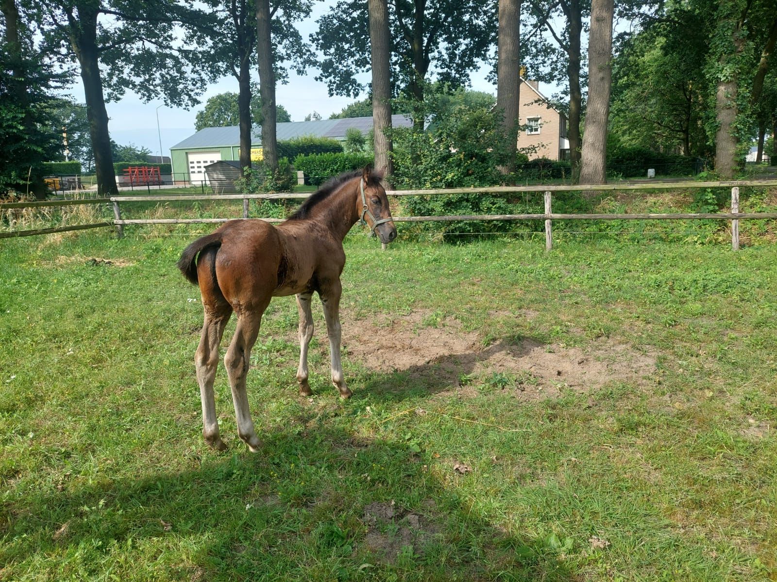 Colt foal