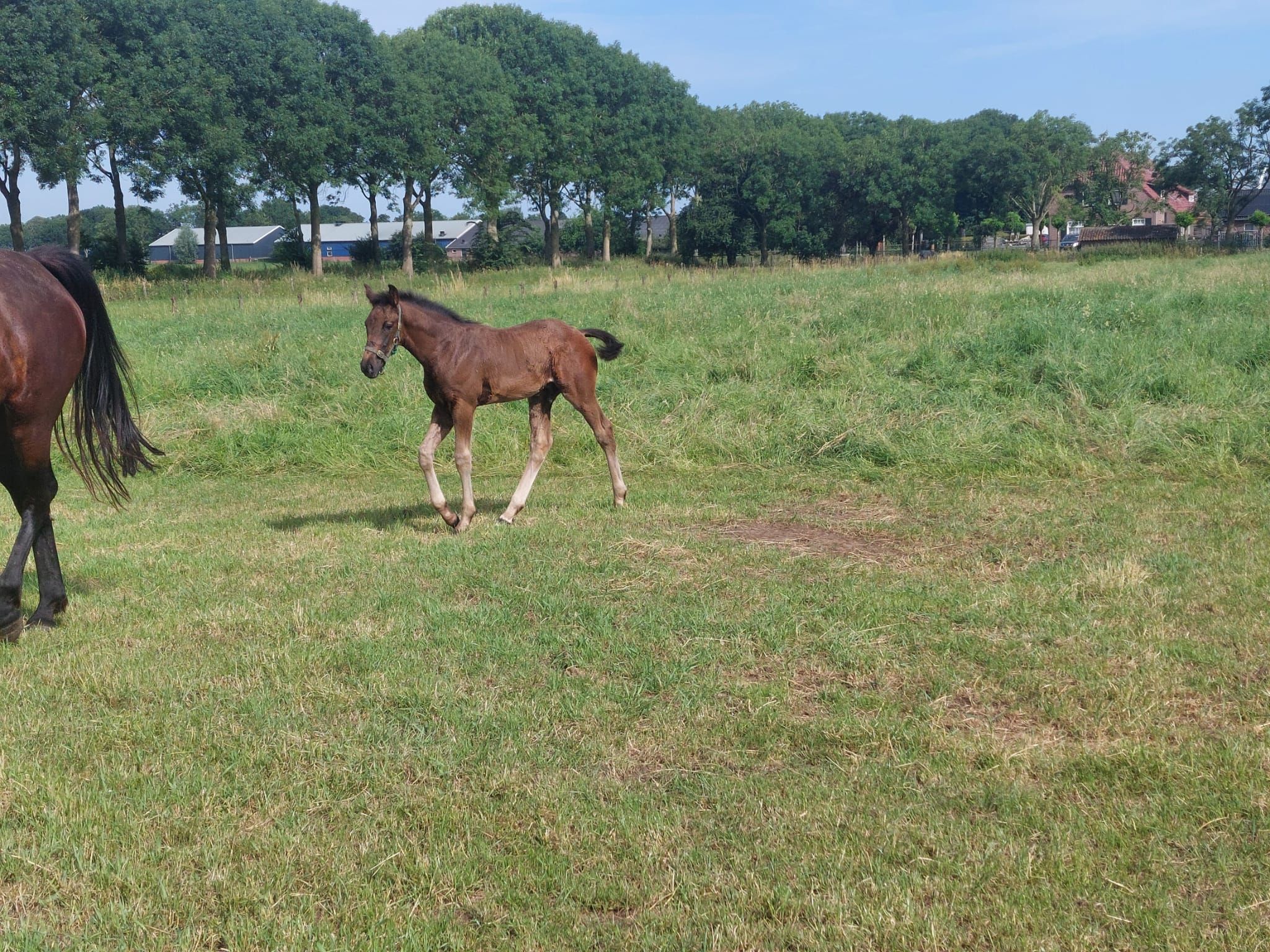 kwpn dressuurpaard hengst 0 years old donkerbruin for sale - Photo 3