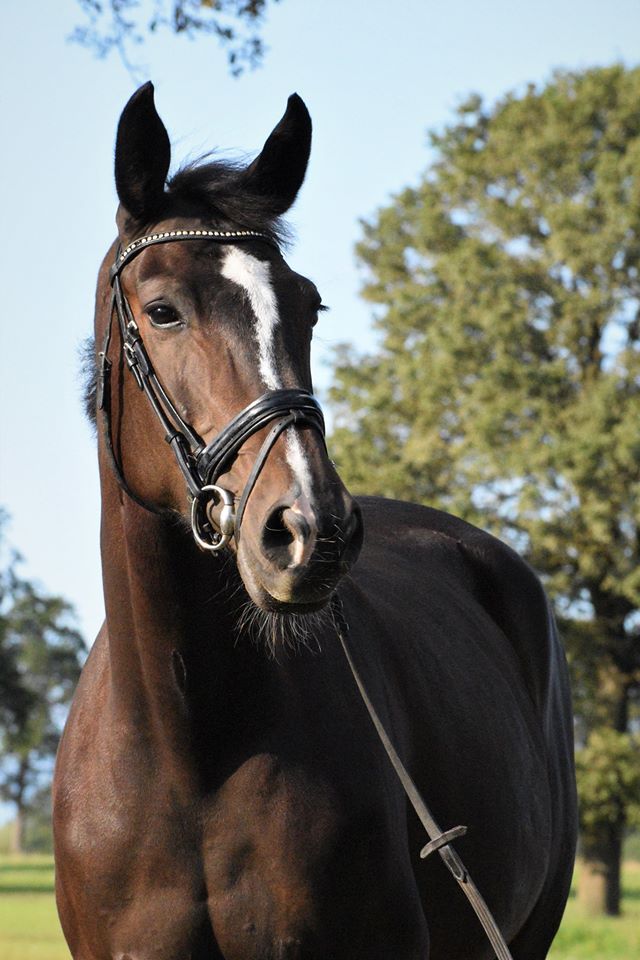 Quality Broodmare (Spartacus x Voltaire) – In foal to Con Quidam RB! Direct line of Pogba (1.50m) & Firefly W (1.50m)