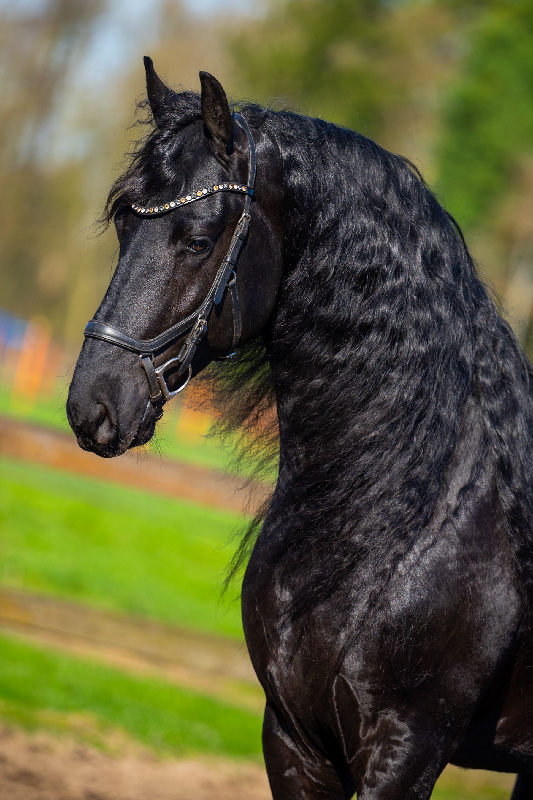 Elegant Friesian stallion (Friese)