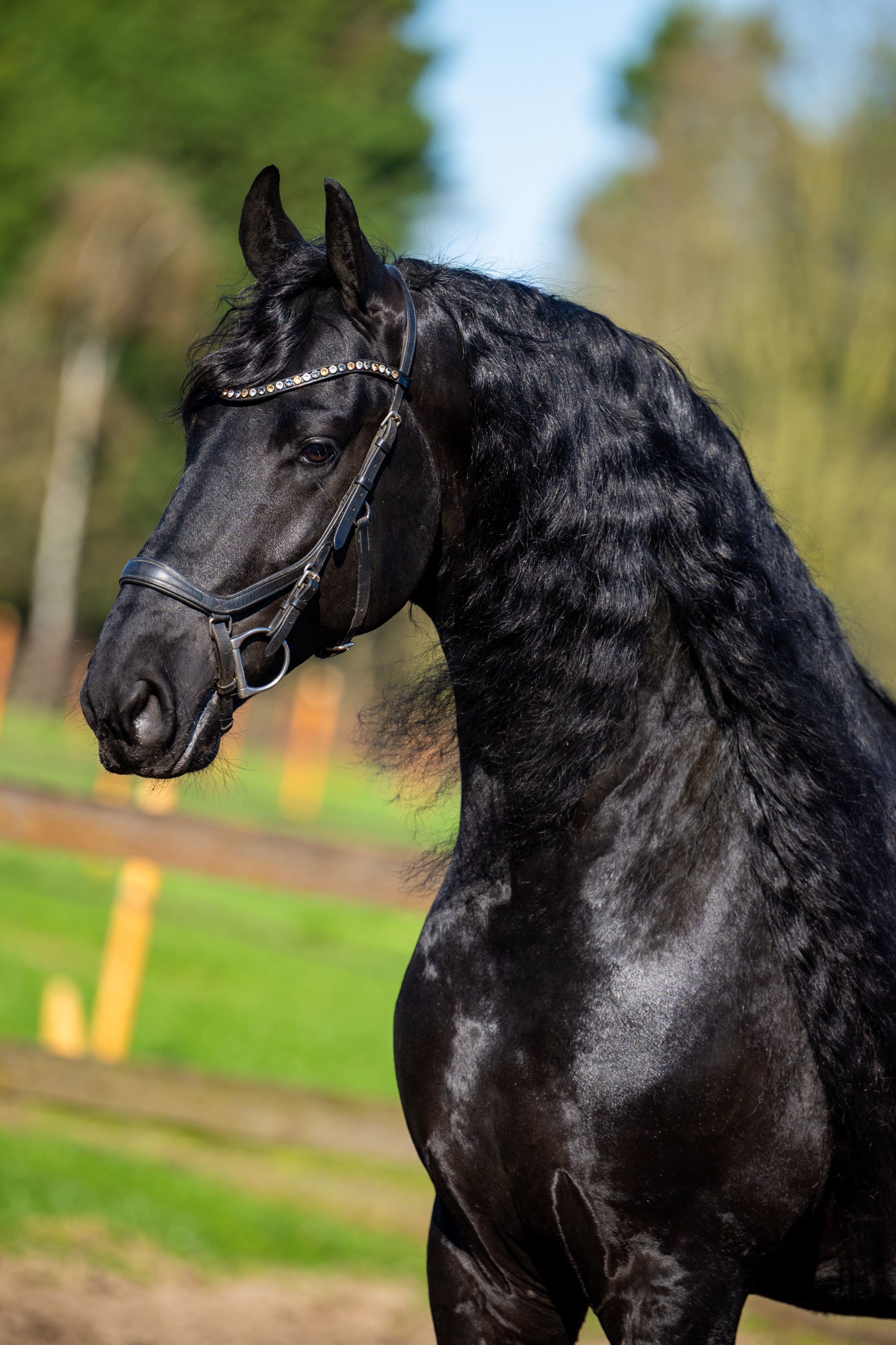 fries hengst 5 years old zwart for sale - Photo 2