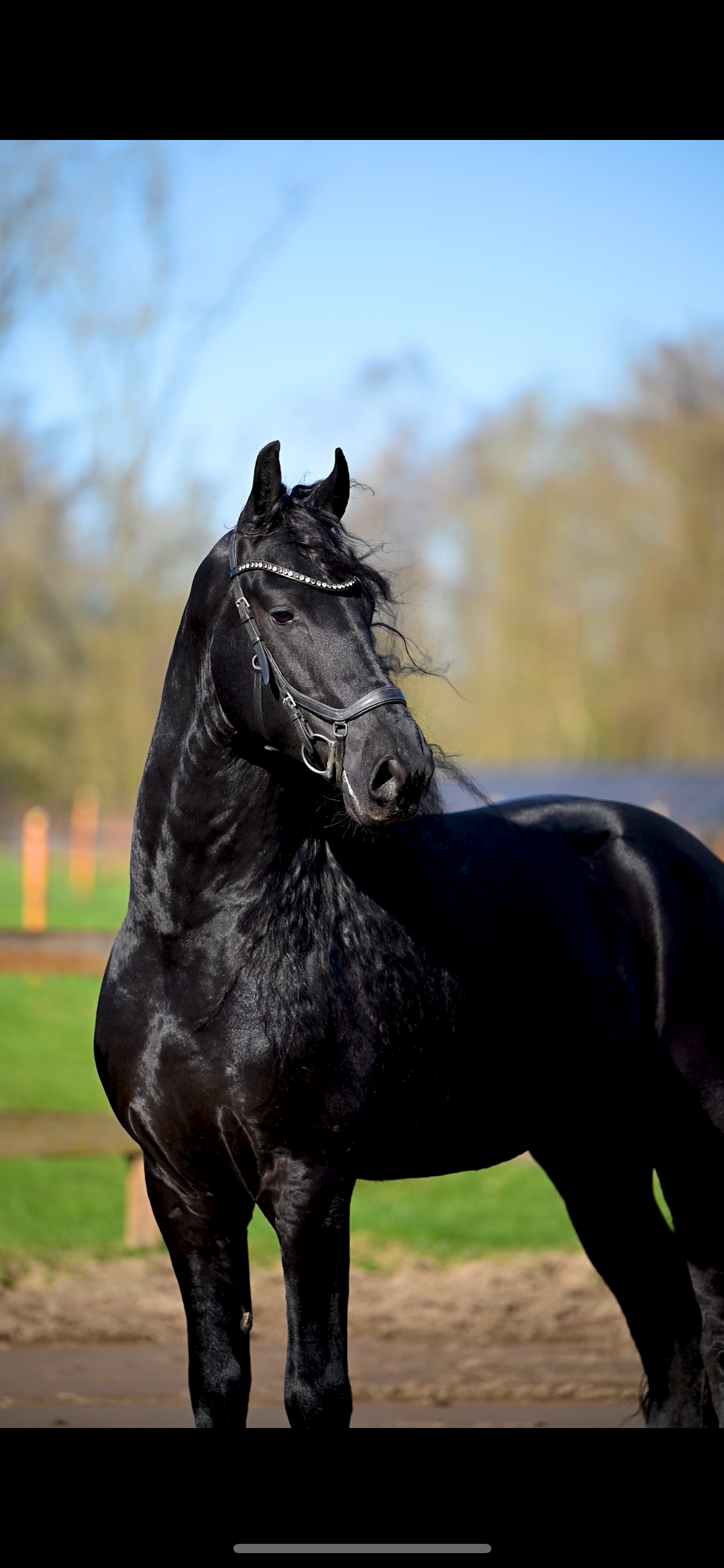 fries hengst 5 years old zwart for sale - Photo 4