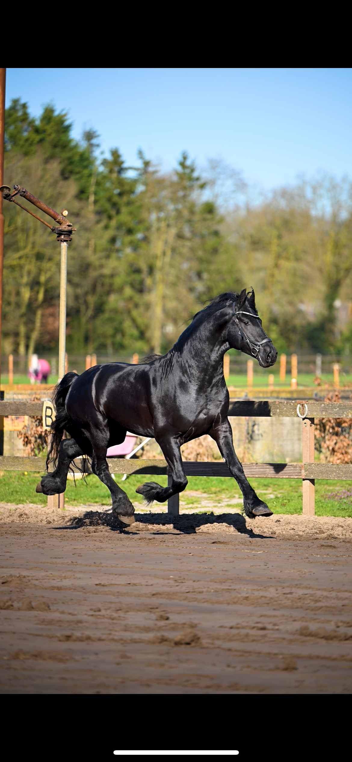 fries hengst 5 years old zwart for sale - Photo 5