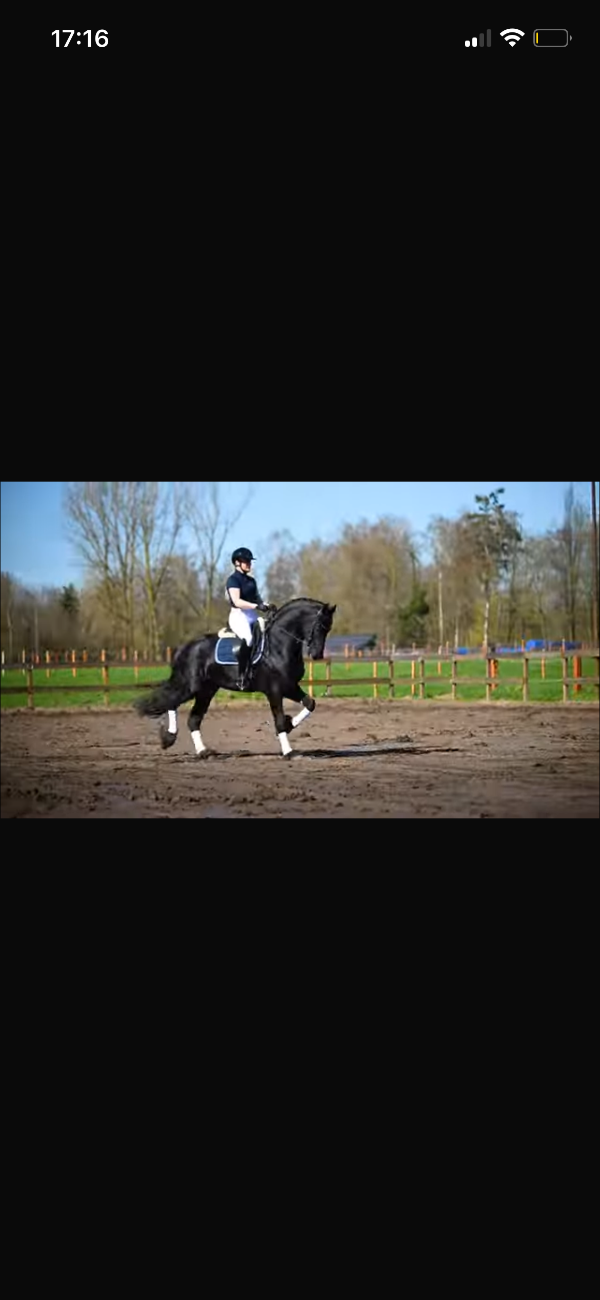 fries hengst 5 years old zwart for sale - Photo 6