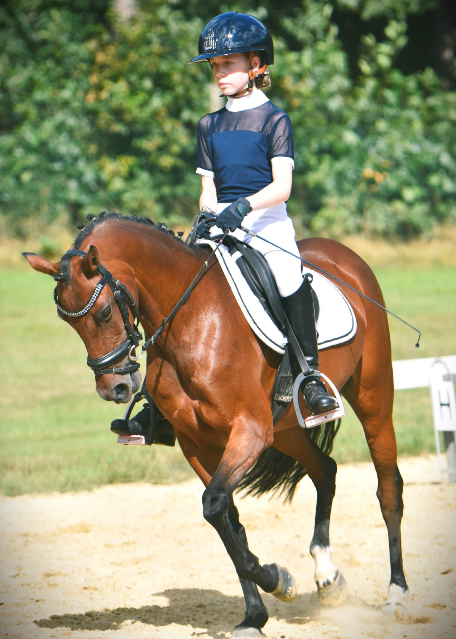 welsh allround-pony merrie 17 år bruin till salu - Foto 2