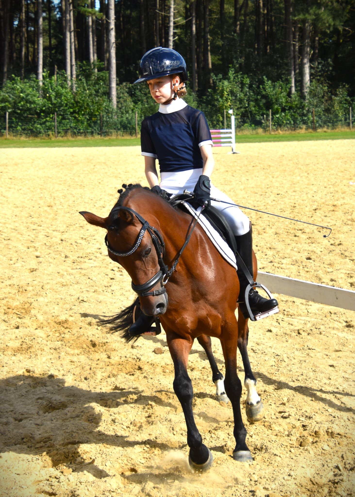 welsh allround-pony merrie 17 år bruin till salu - Foto 5