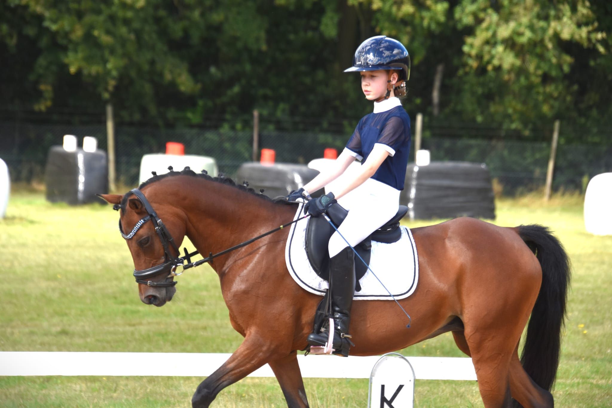 welsh allround-pony merrie 17 år bruin till salu - Foto 6