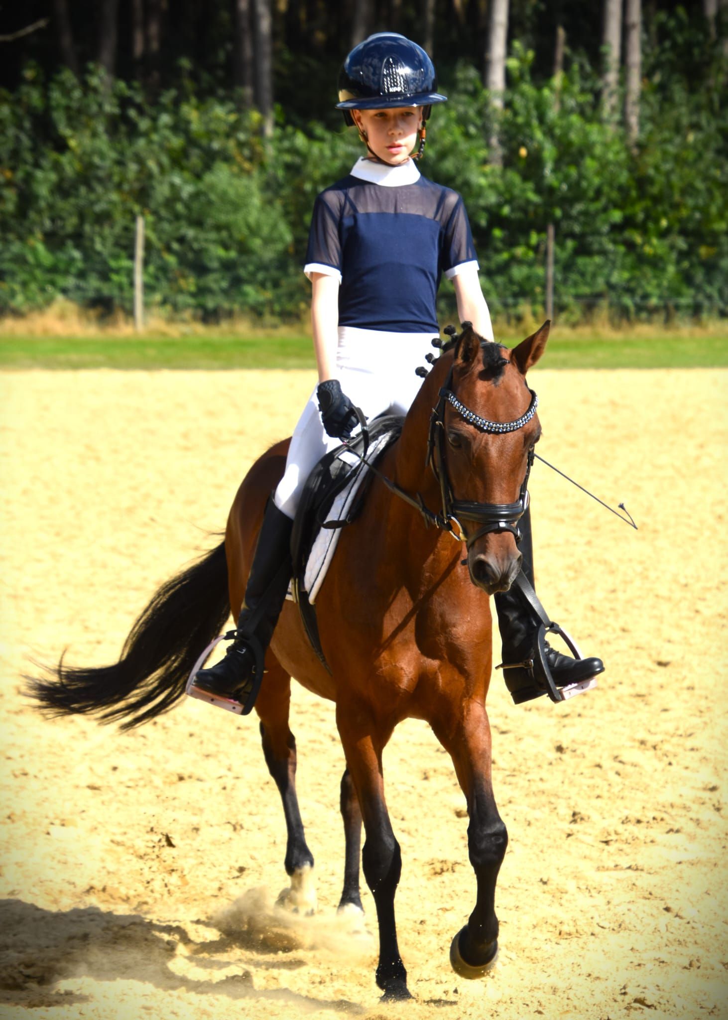 welsh allround-pony merrie 17 år bruin till salu - Foto 3