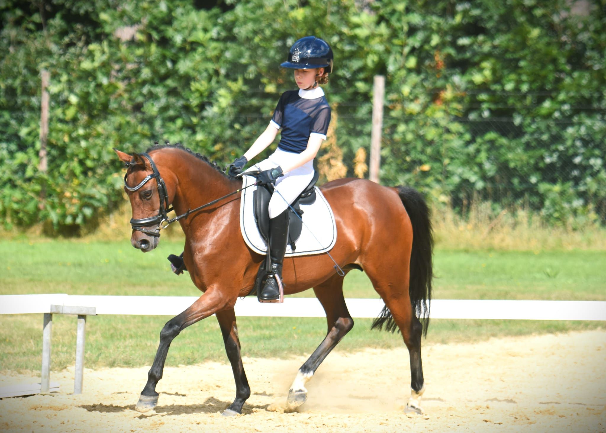 welsh allround-pony merrie 17 år bruin till salu - Foto 4