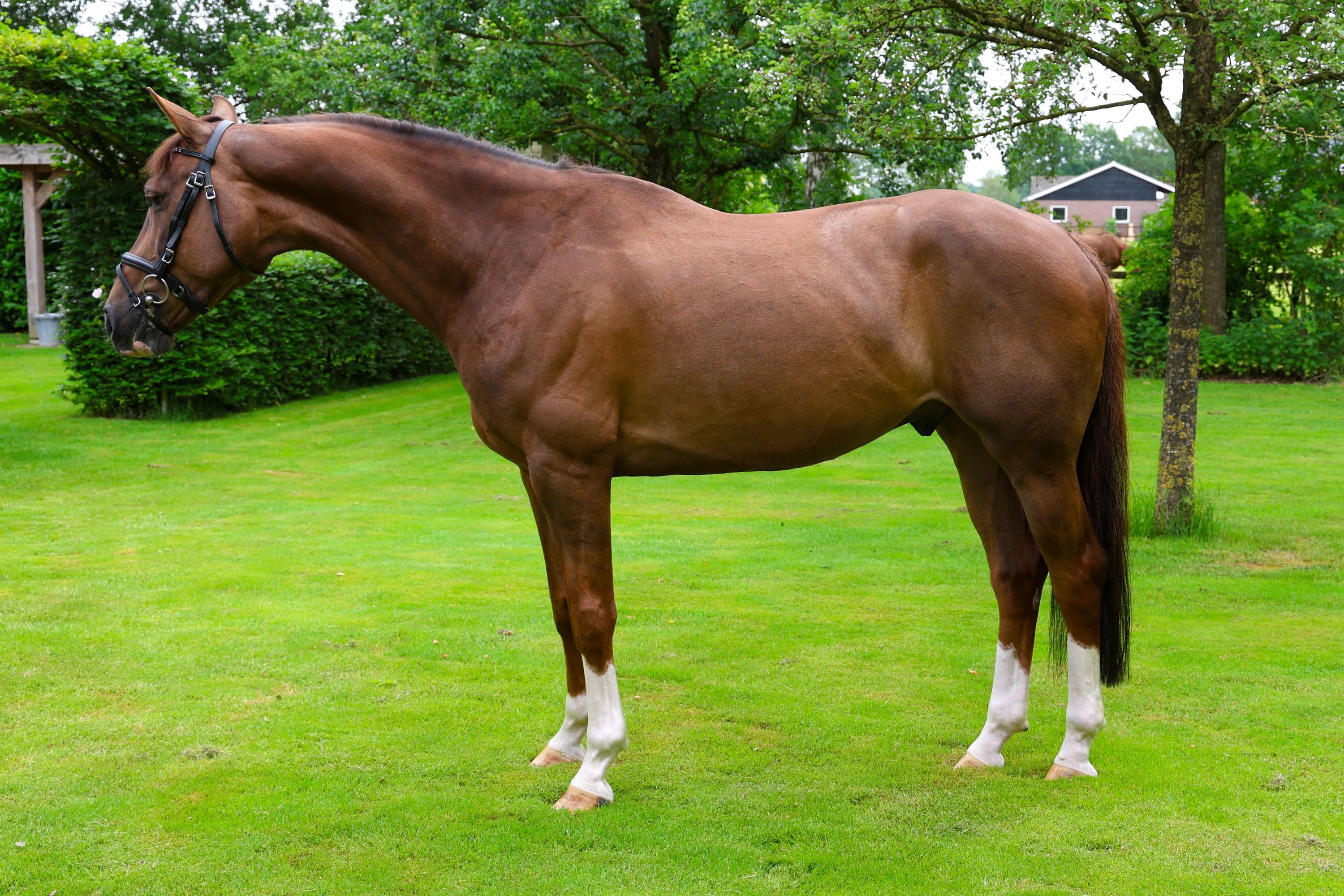 zangersheide springpaard ruin 7 år vos till salu - Foto 4