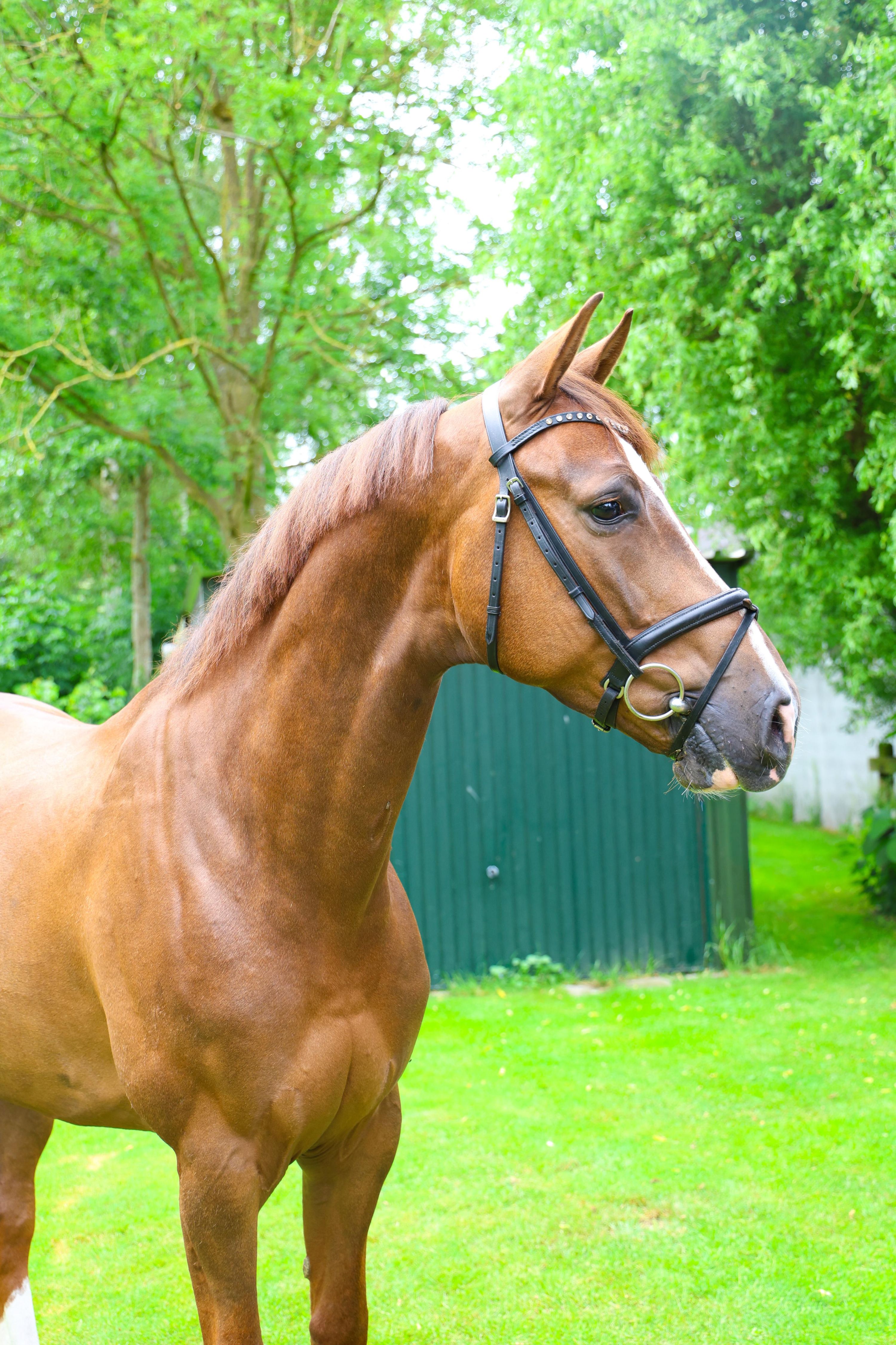 zangersheide springpaard ruin 7 år vos till salu - Foto 5