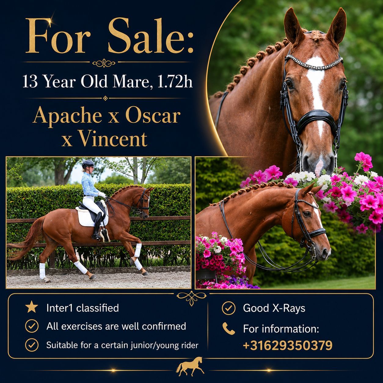 Inter 1 Elite Mare