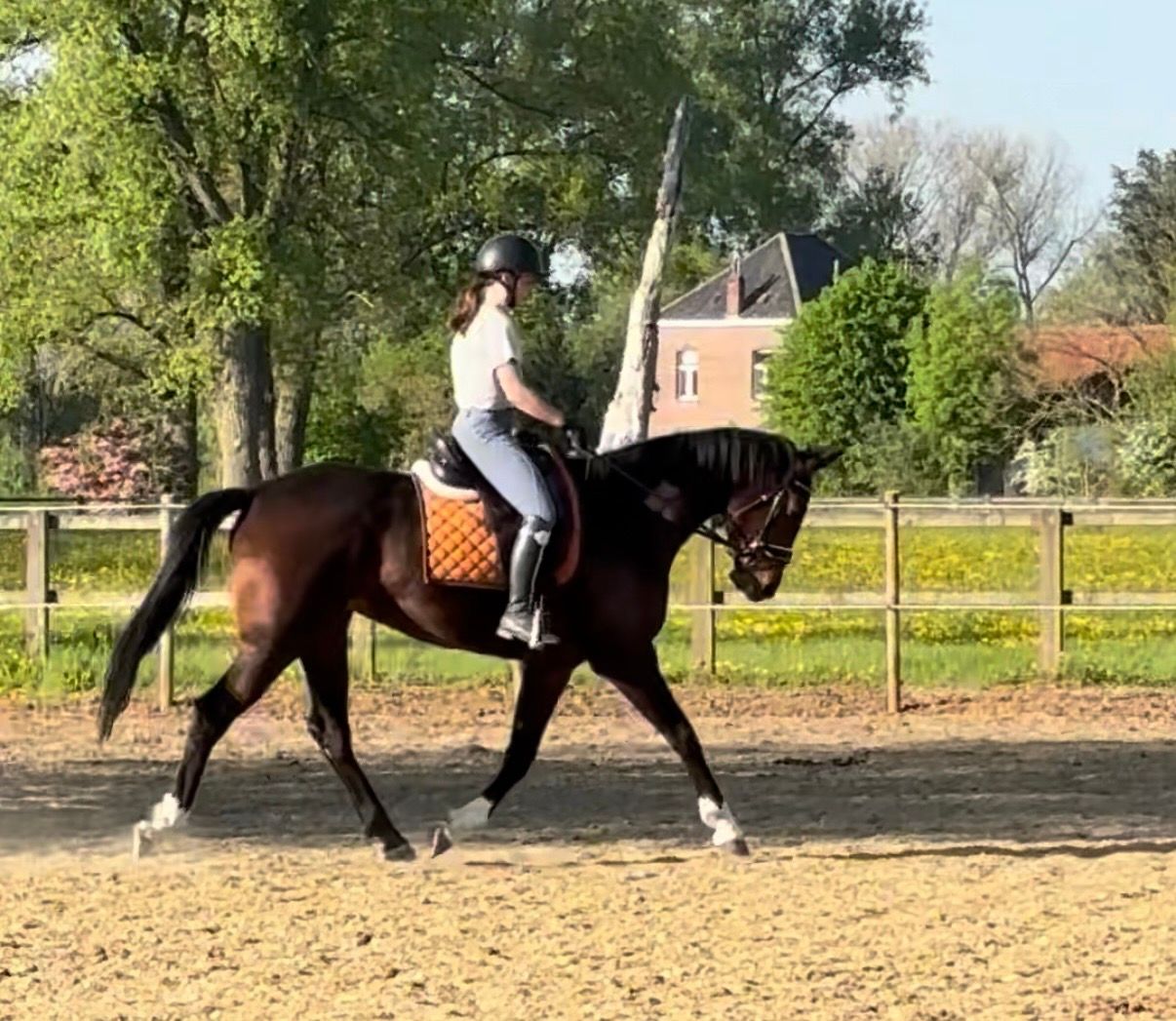 Dressage horse 6-year-old mare
