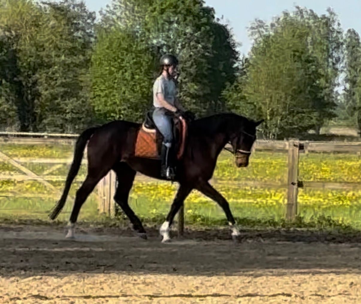 bwp dressuurpaard merrie 6 ans donkerbruin à vendre - Photo 2