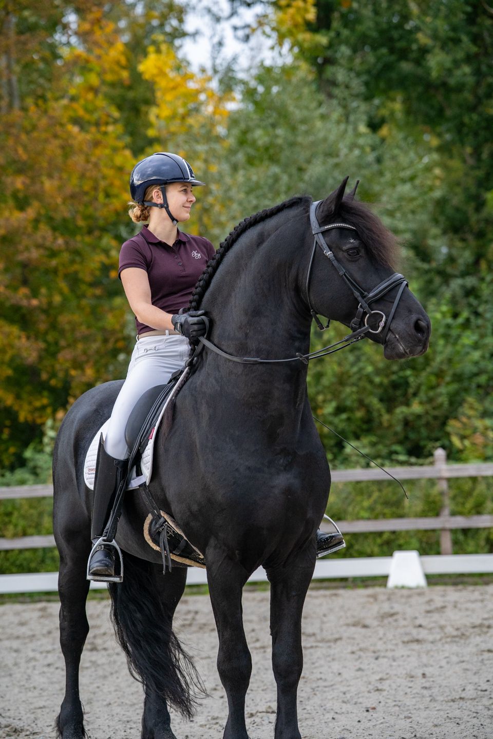 dressuurpaard hengst 10 ans zwart à vendre - Photo 3