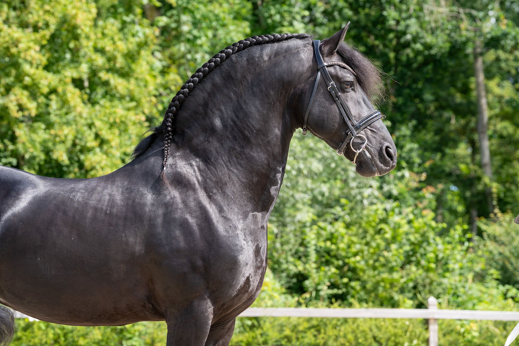 dressuurpaard hengst 10 ans zwart à vendre - Photo 4
