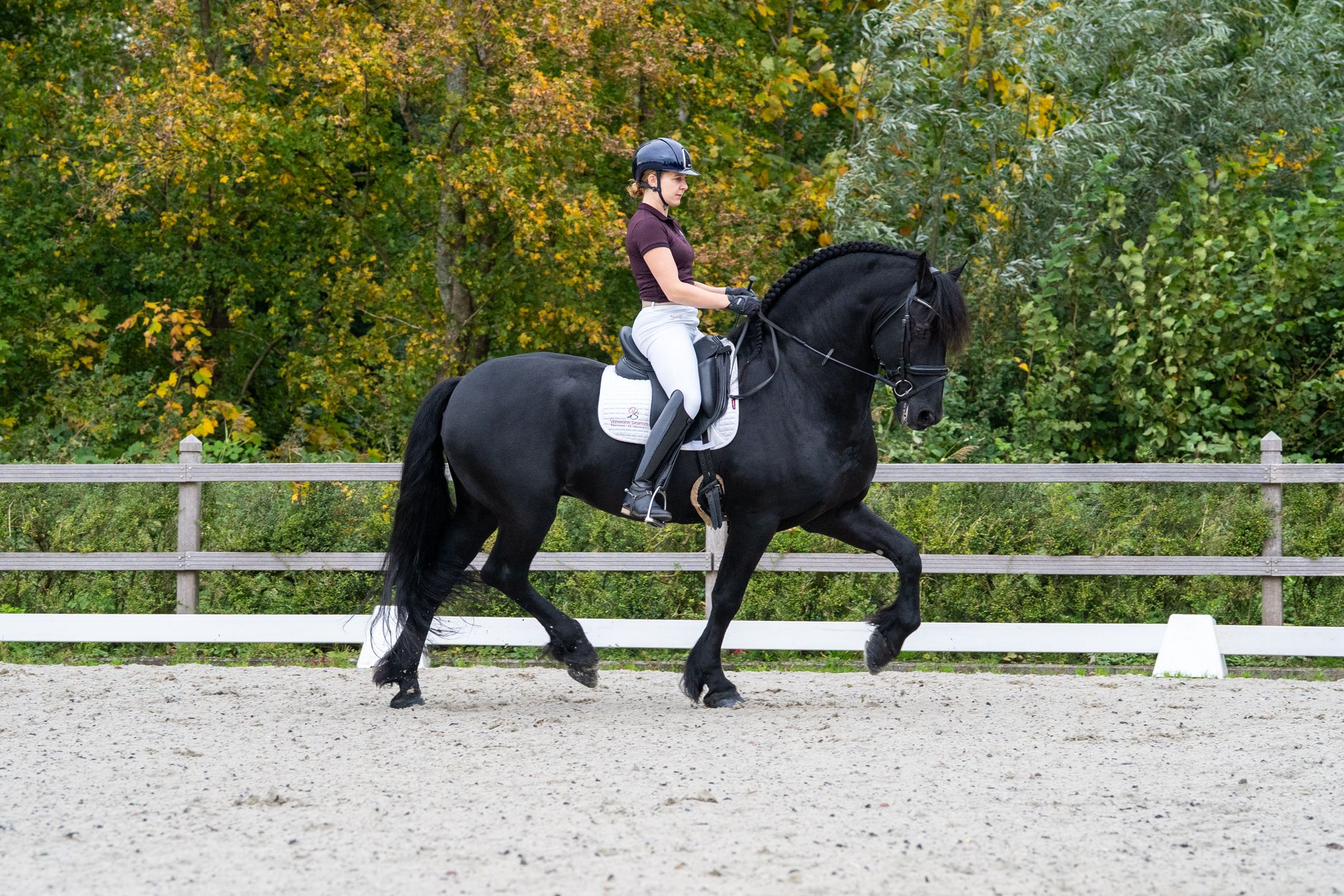dressuurpaard hengst 10 ans zwart à vendre - Photo 5