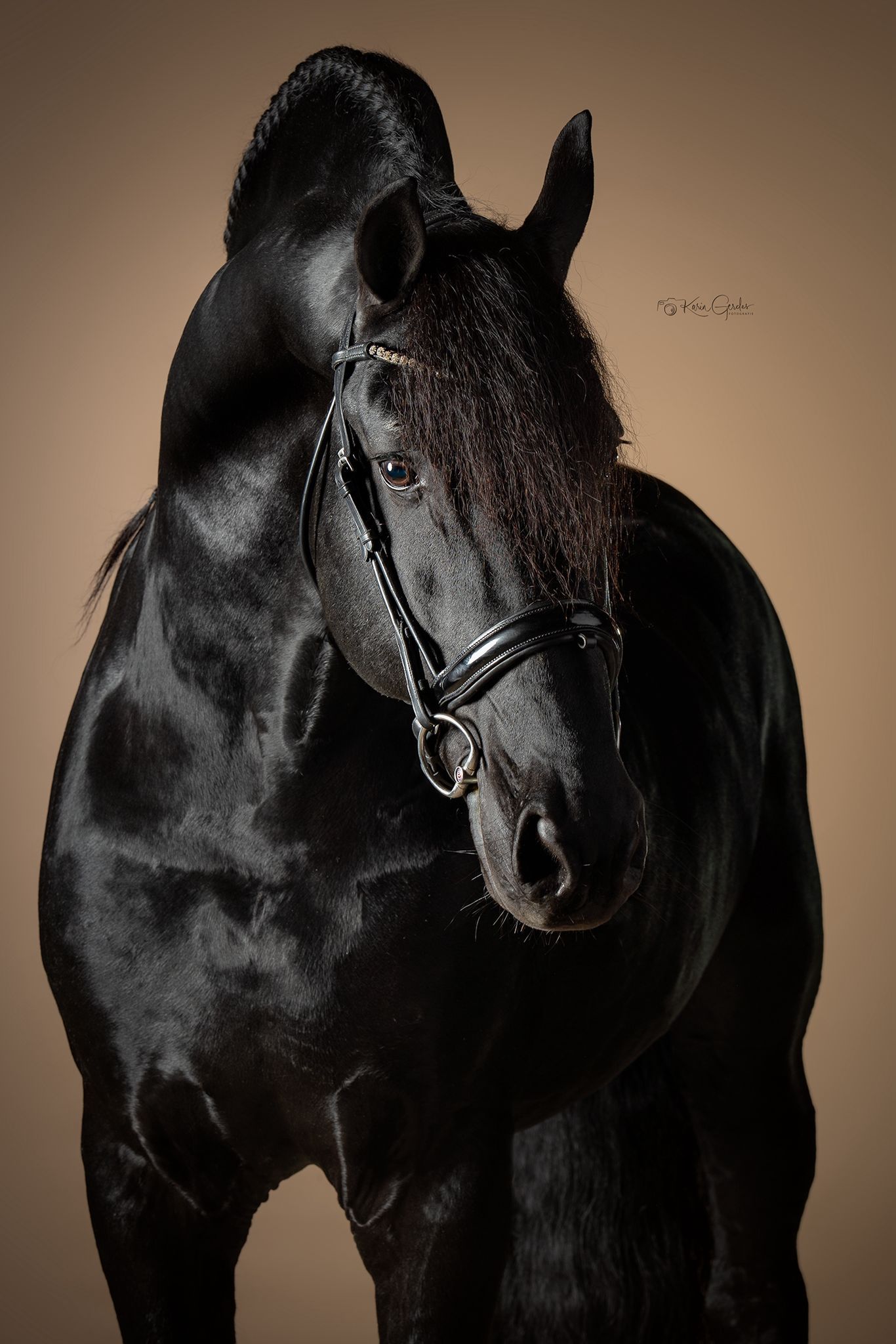 dressuurpaard hengst 10 ans zwart à vendre - Photo 2
