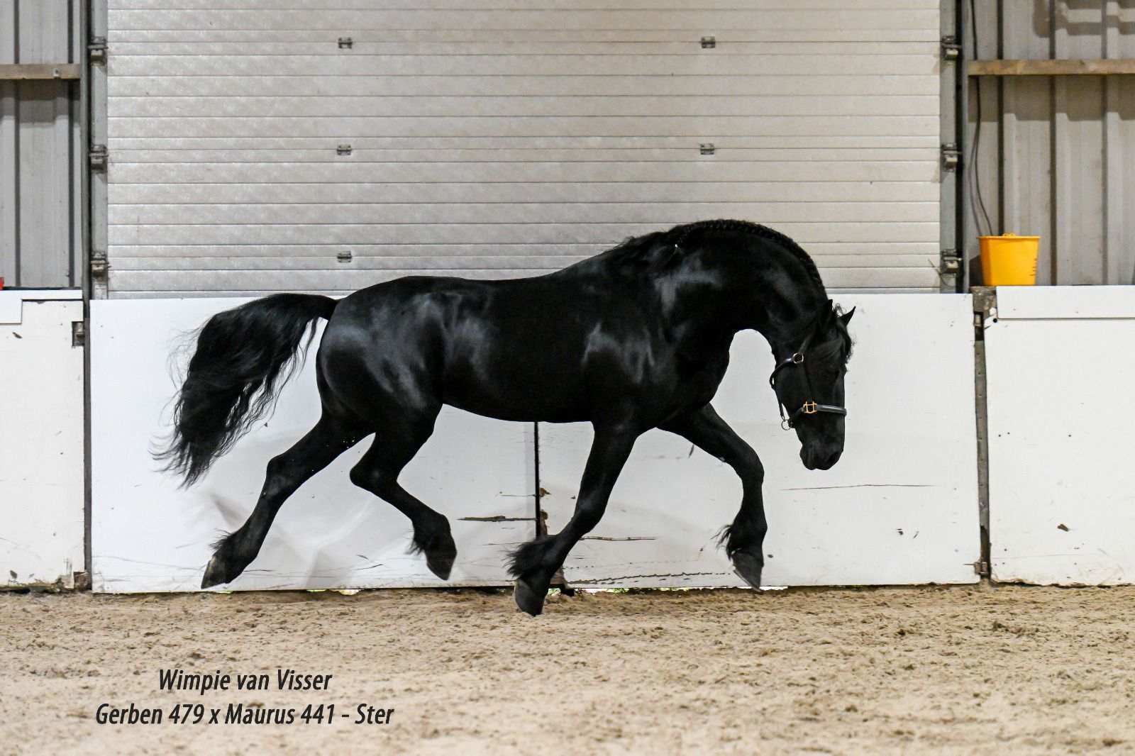 dressuurpaard hengst 10 ans zwart à vendre - Photo 6