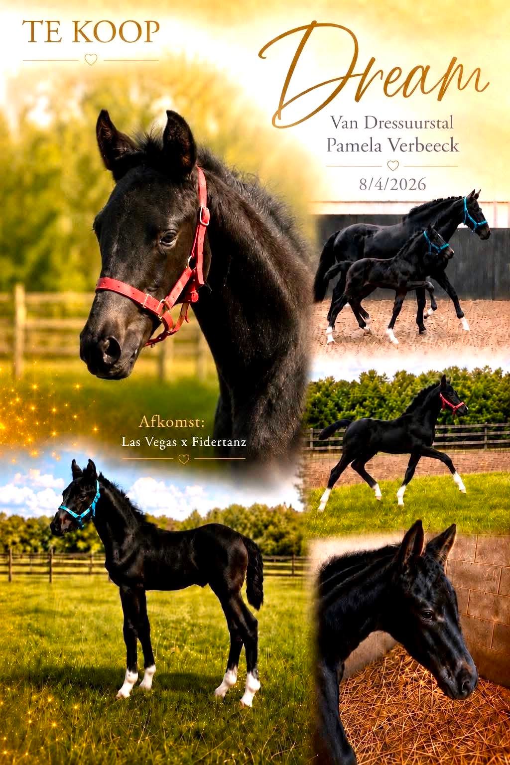 bwp dressuurpaard merrie 0 Jahre alt donkerbruin zu verkaufen - Foto 2