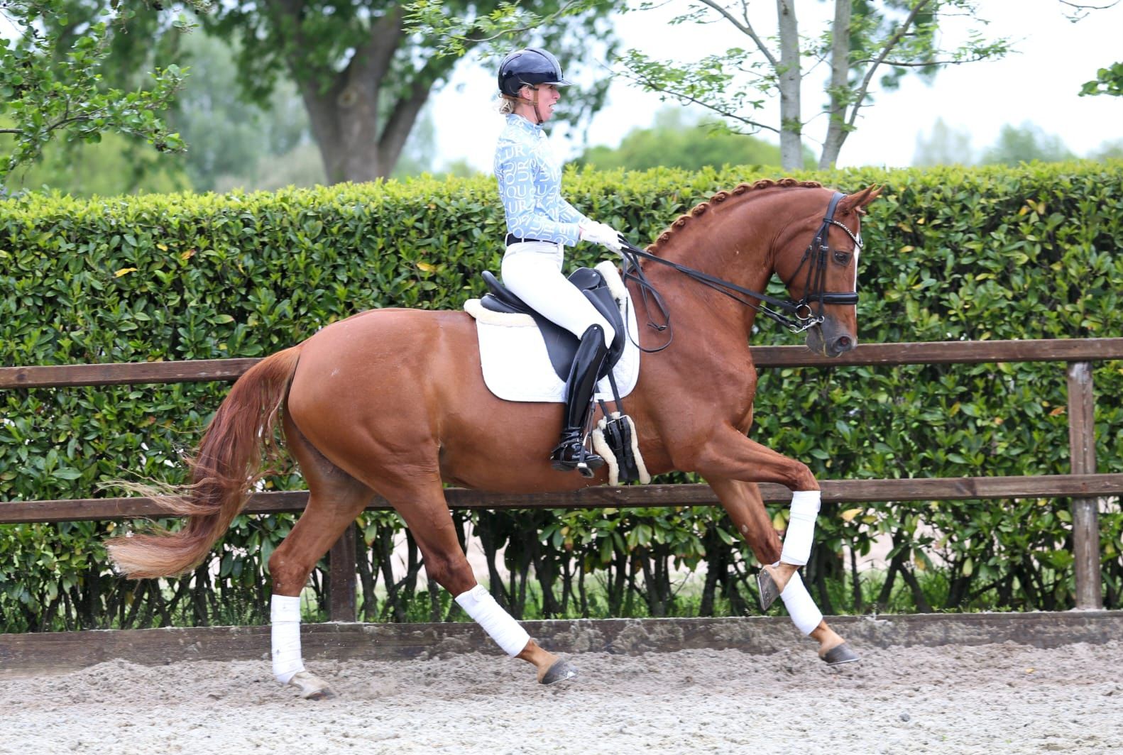 kwpn dressuurpaard merrie 13 anos vos à venda - Foto 3