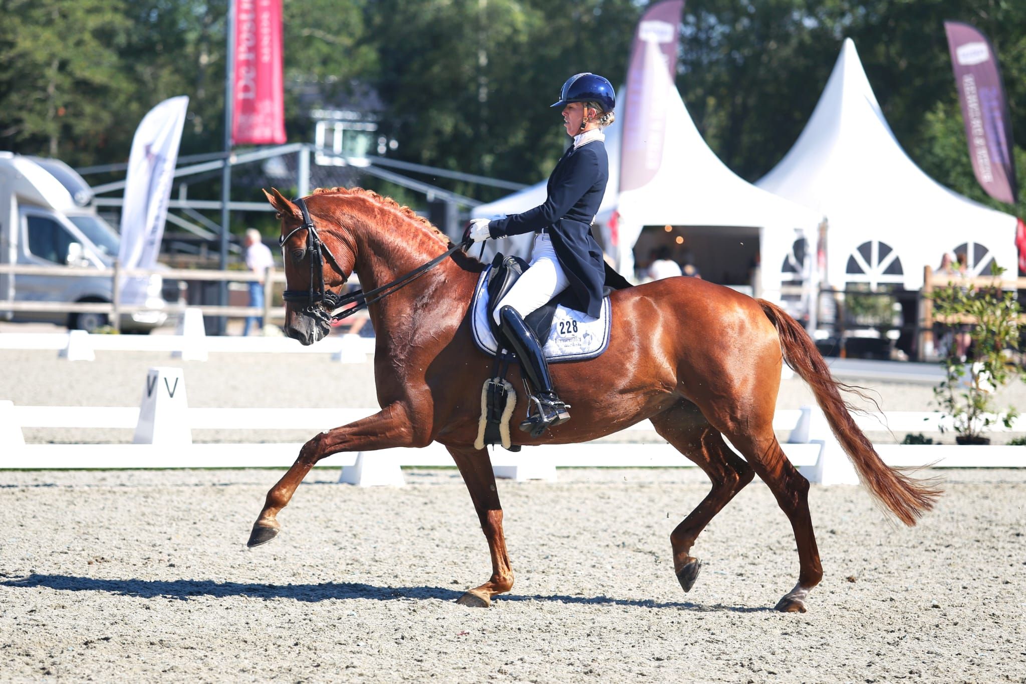 kwpn dressuurpaard merrie 13 anos vos à venda - Foto 4