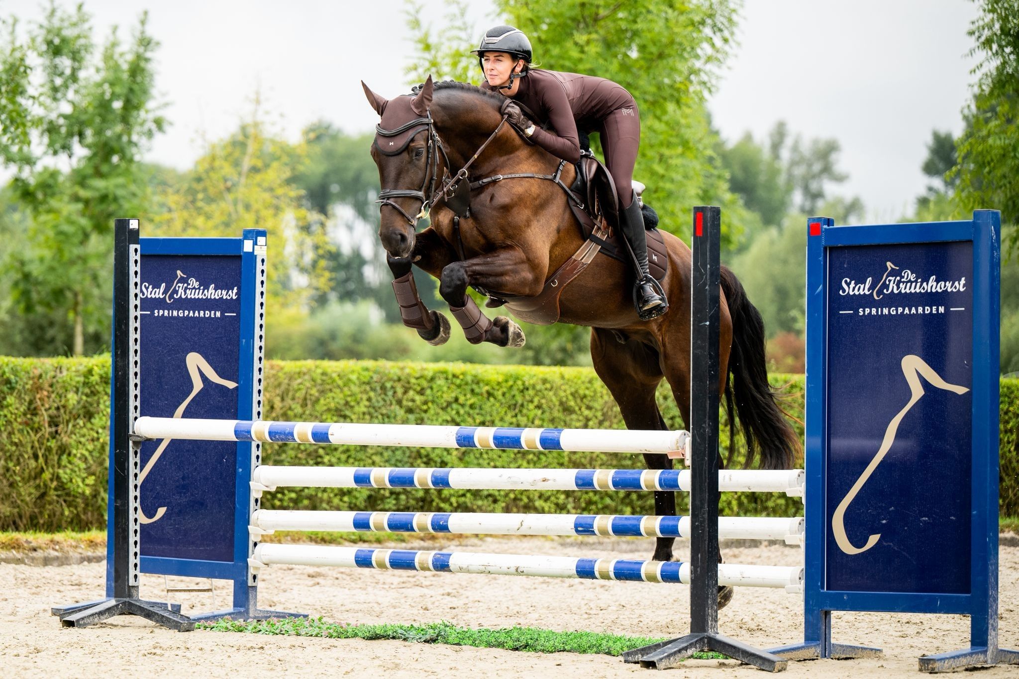 kwpn springpaard ruin 6 years old zwart for sale - Main photo