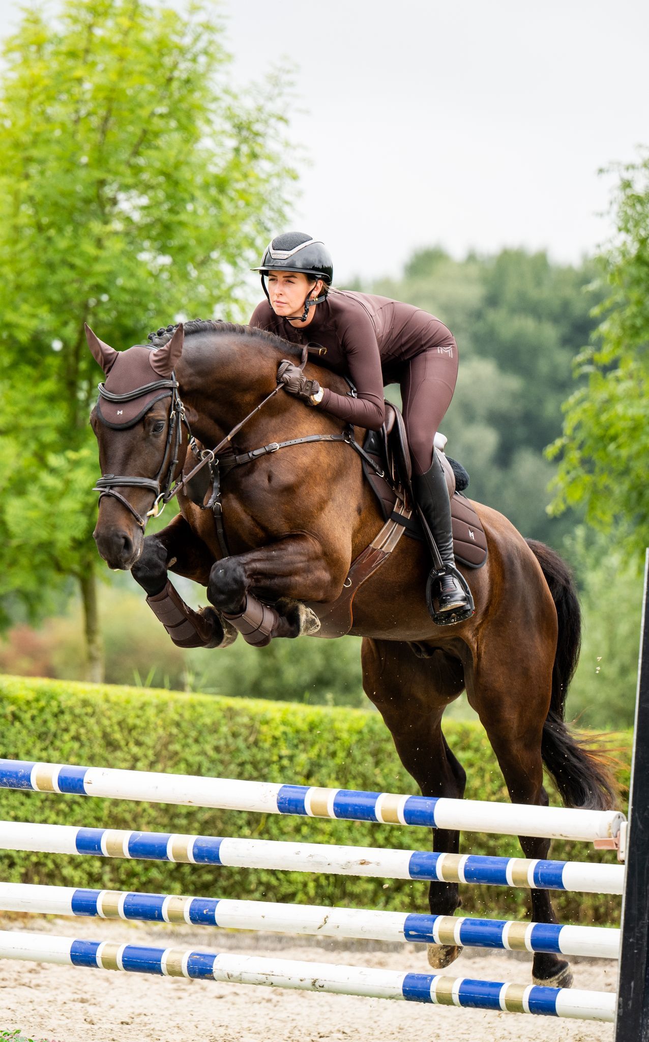 kwpn springpaard ruin 6 years old zwart for sale - Photo 3