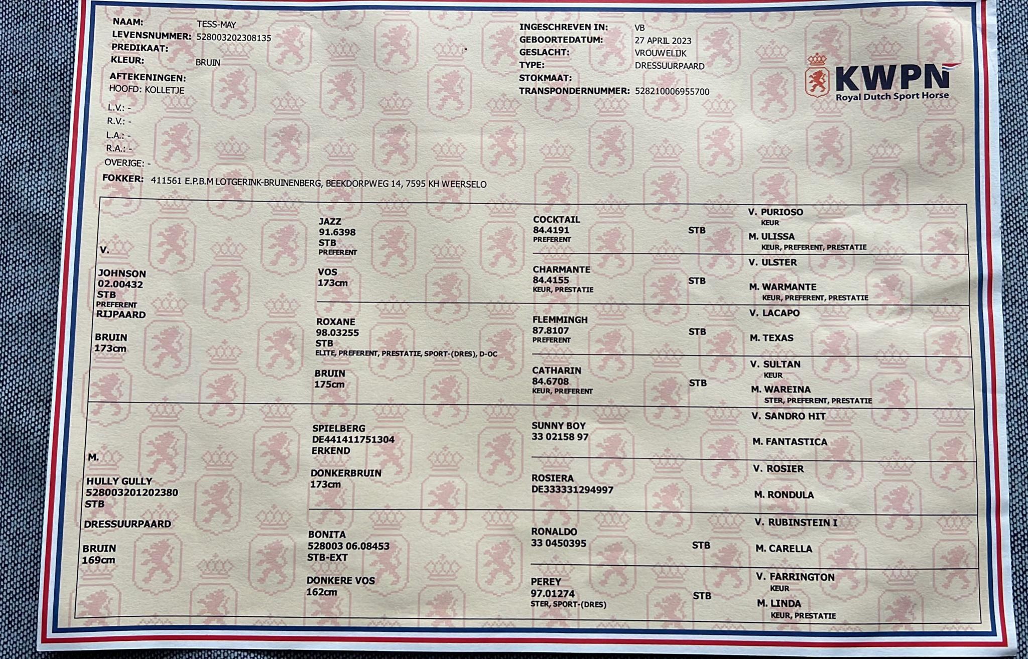 kwpn dressuurpaard merrie 3 Jahre alt bruin zu verkaufen - Foto 6