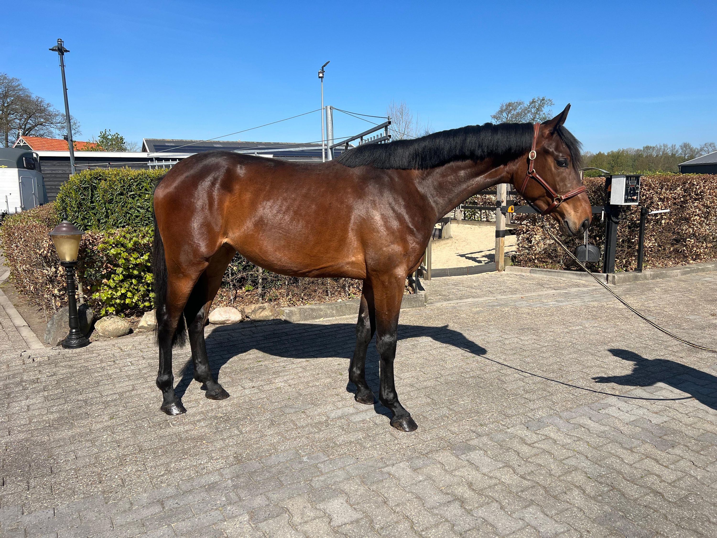 kwpn dressuurpaard merrie 3 Jahre alt bruin zu verkaufen - Foto 2