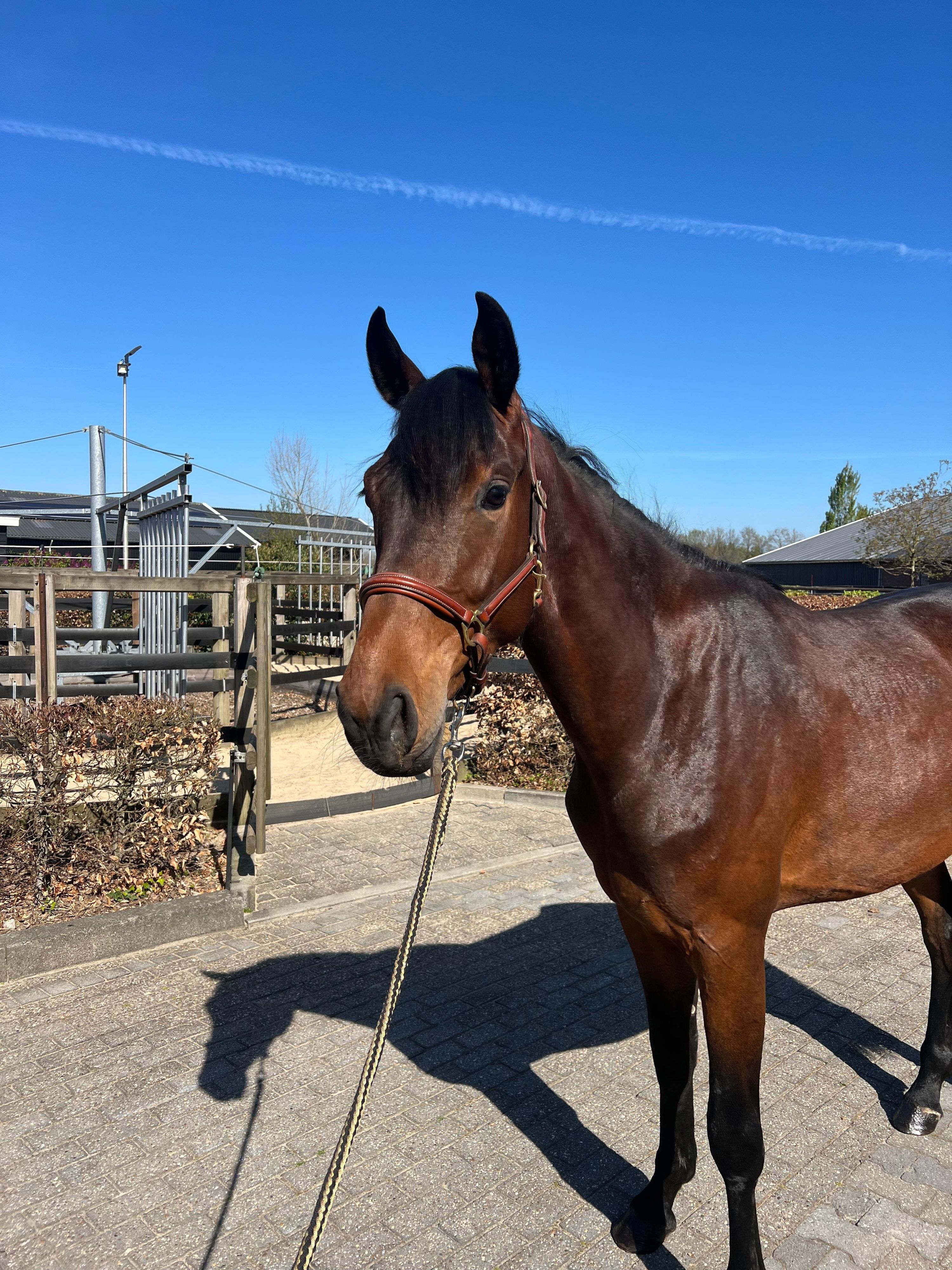kwpn dressuurpaard merrie 3 Jahre alt bruin zu verkaufen - Foto 5