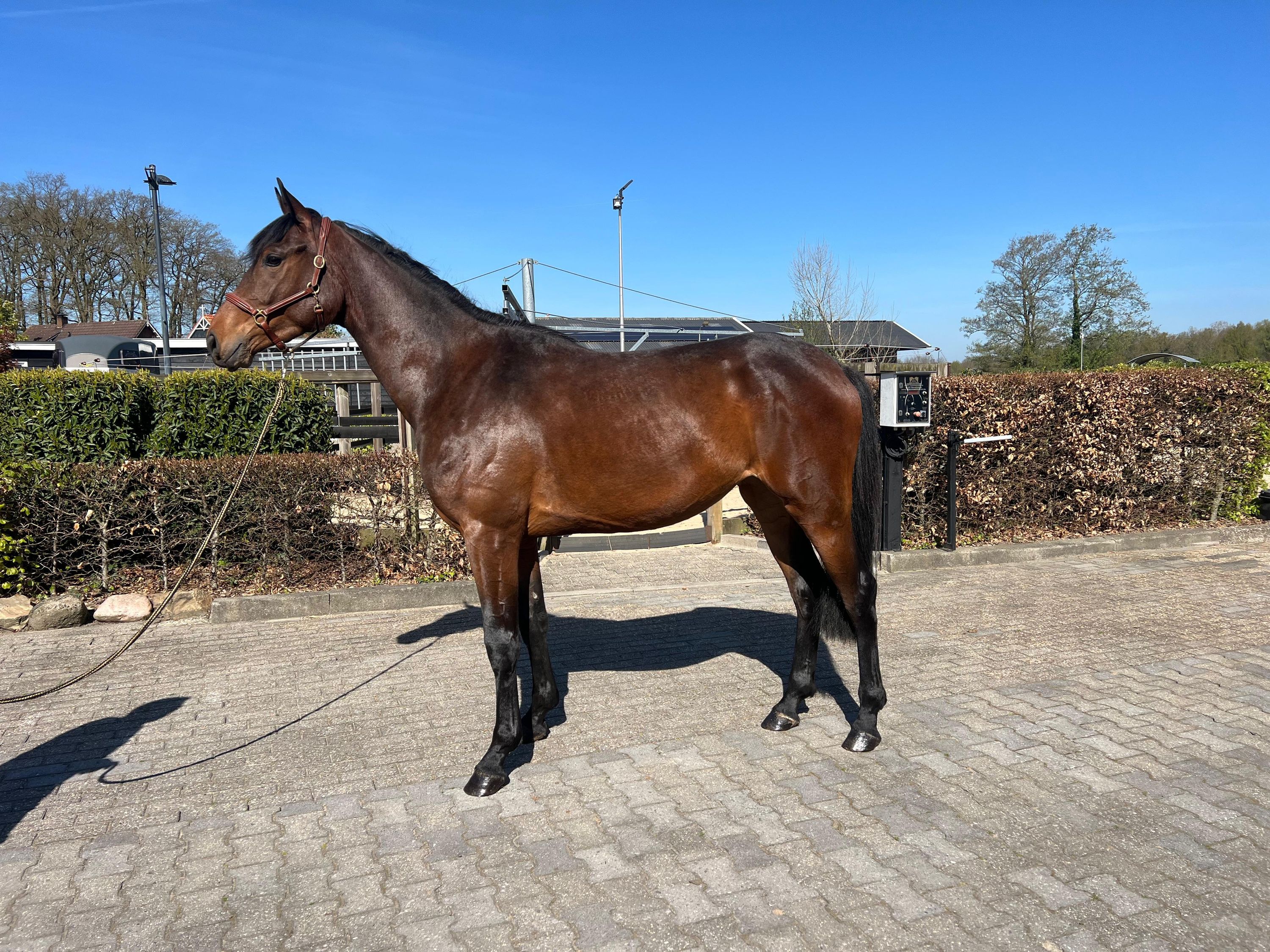 kwpn dressuurpaard merrie 3 Jahre alt bruin zu verkaufen - Foto 3