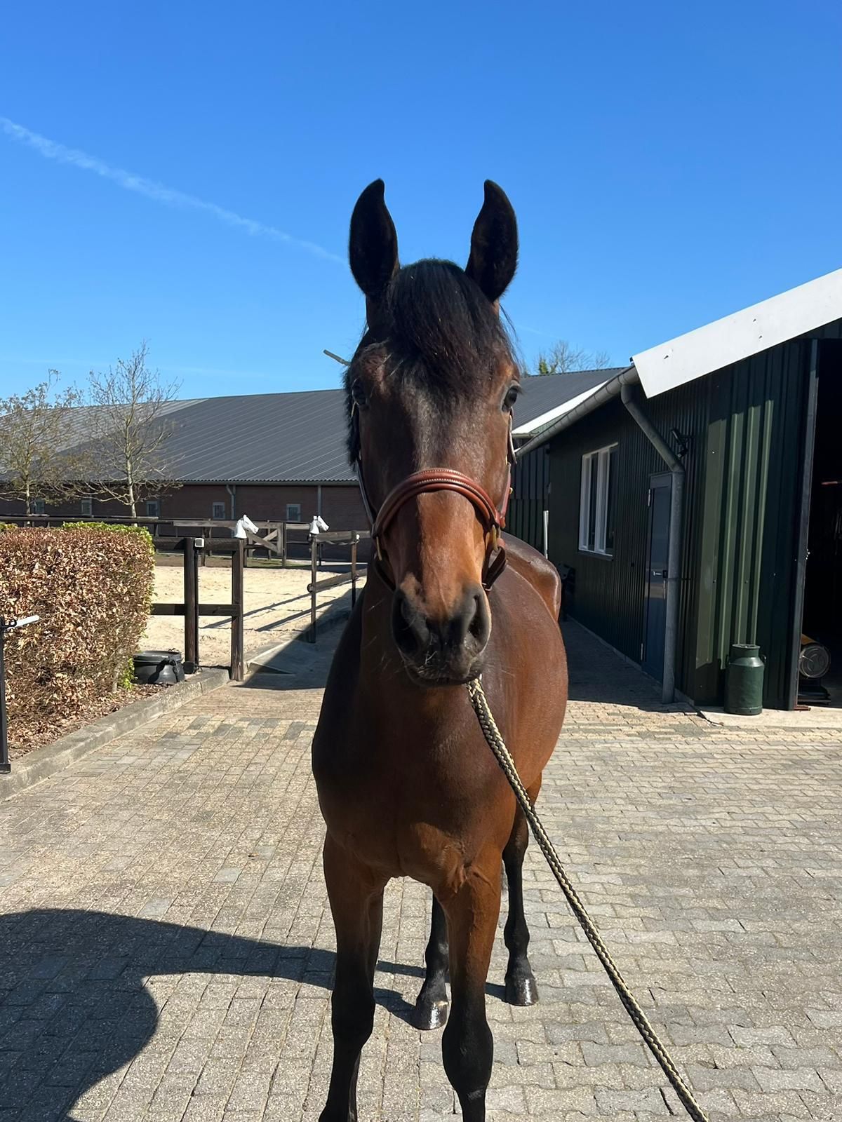 kwpn dressuurpaard merrie 3 Jahre alt bruin zu verkaufen - Foto 4