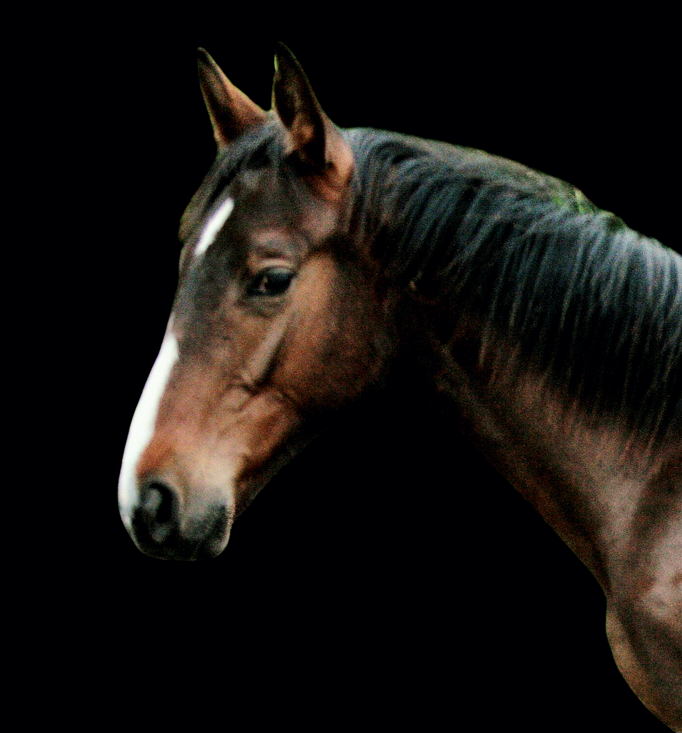 2-årig hingst efter Demonic Z